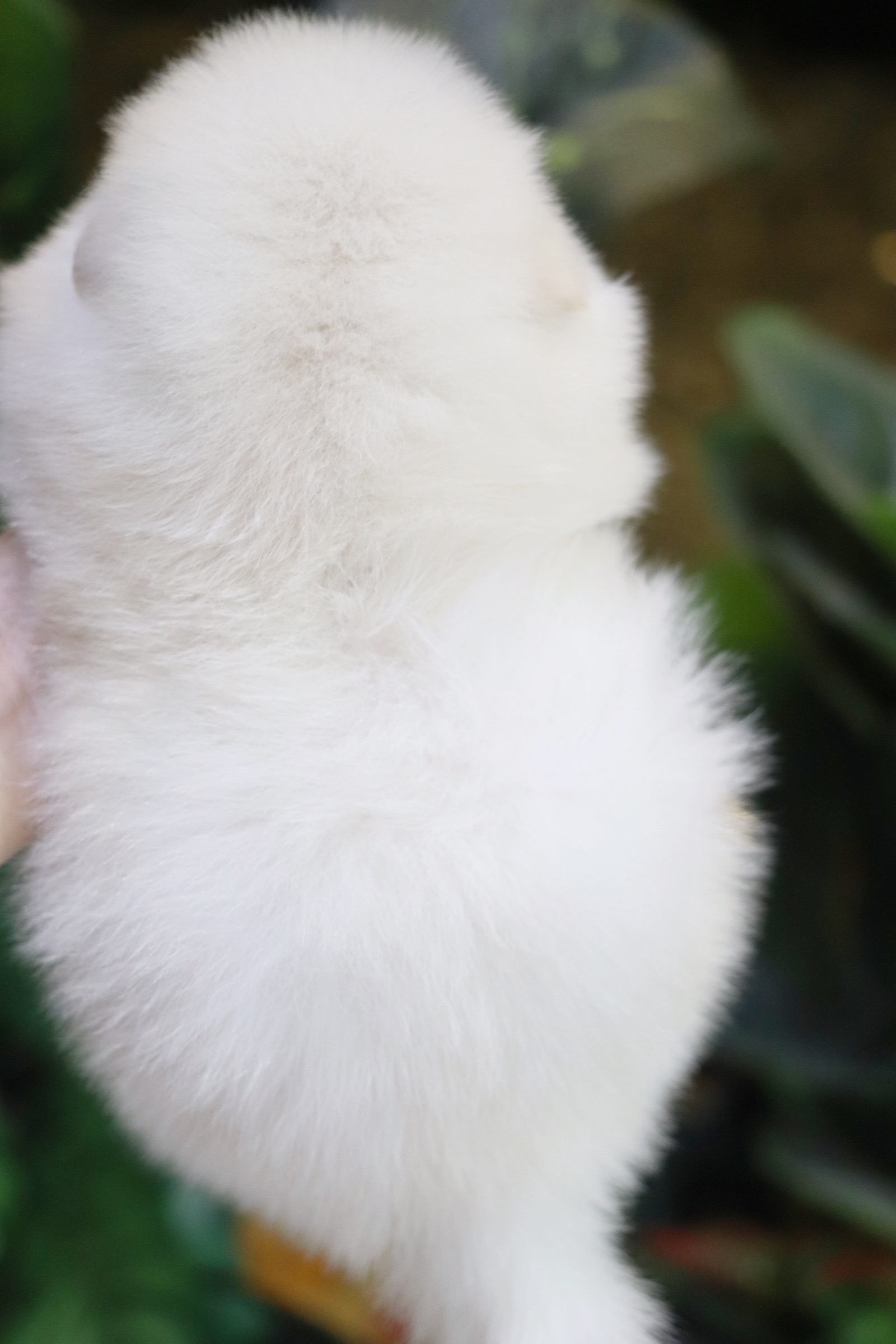 ปอมเมอเรเนียน เพศผู้ เกรดเลี้ยงเล่น หน้าฟ็อก