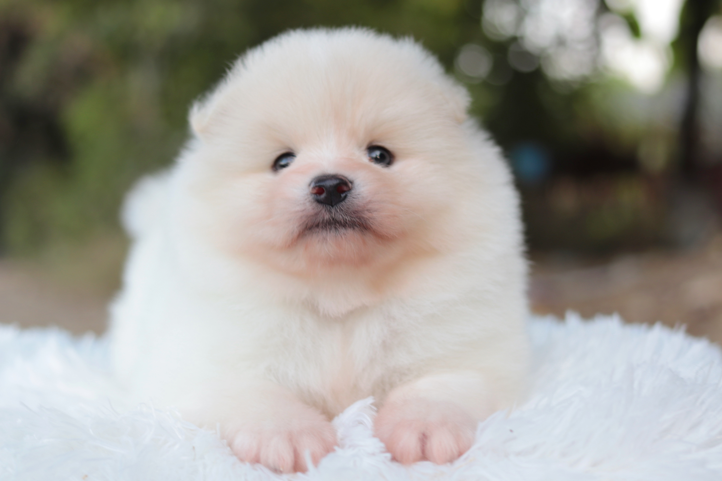 ปอมเมอเรเนียน เพศผู้ ขาวครีม