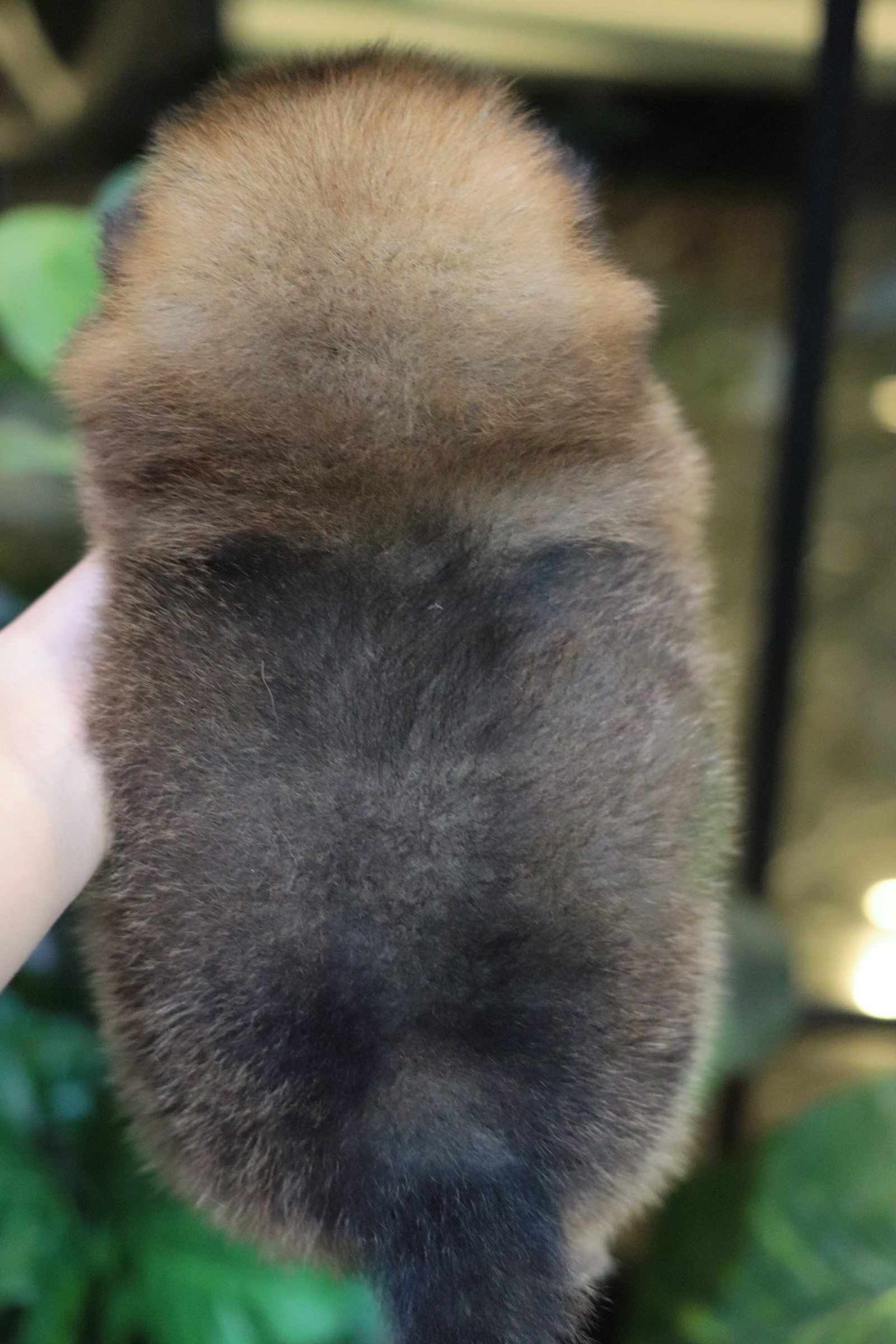 ปอมเมอเรเนียน เพศผู้สีส้ม ขนแน่น