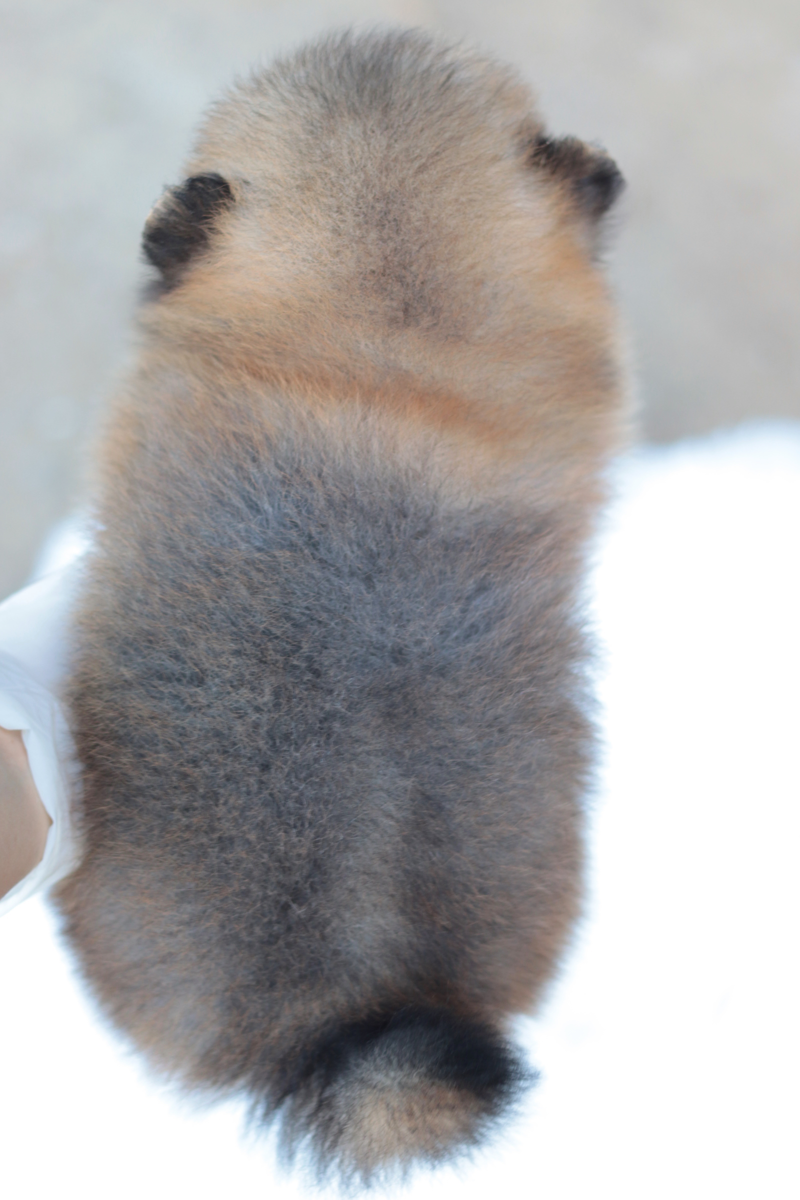 ปอมเมอเรเนียน เพศผู้สีส้ม หน้าตุ๊กตา