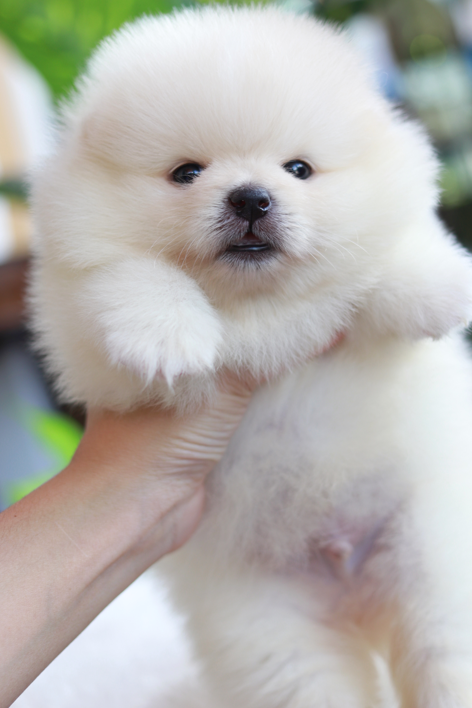 ปอมเมอเรเนียน เพศผู้ สีขาว