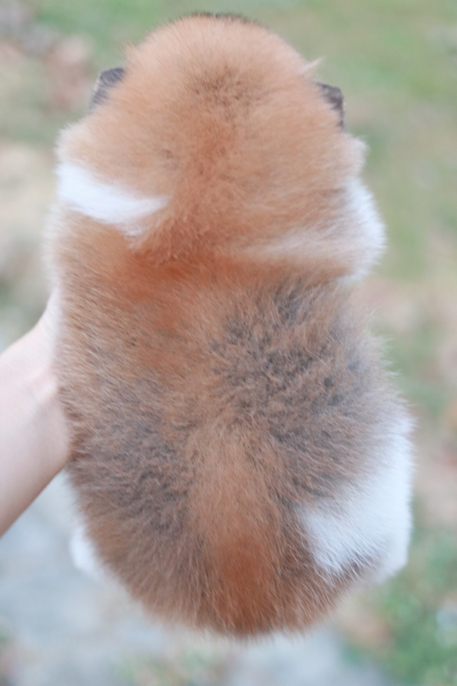 ปอมเมอเรเนียน เพศเมียแฟนซี