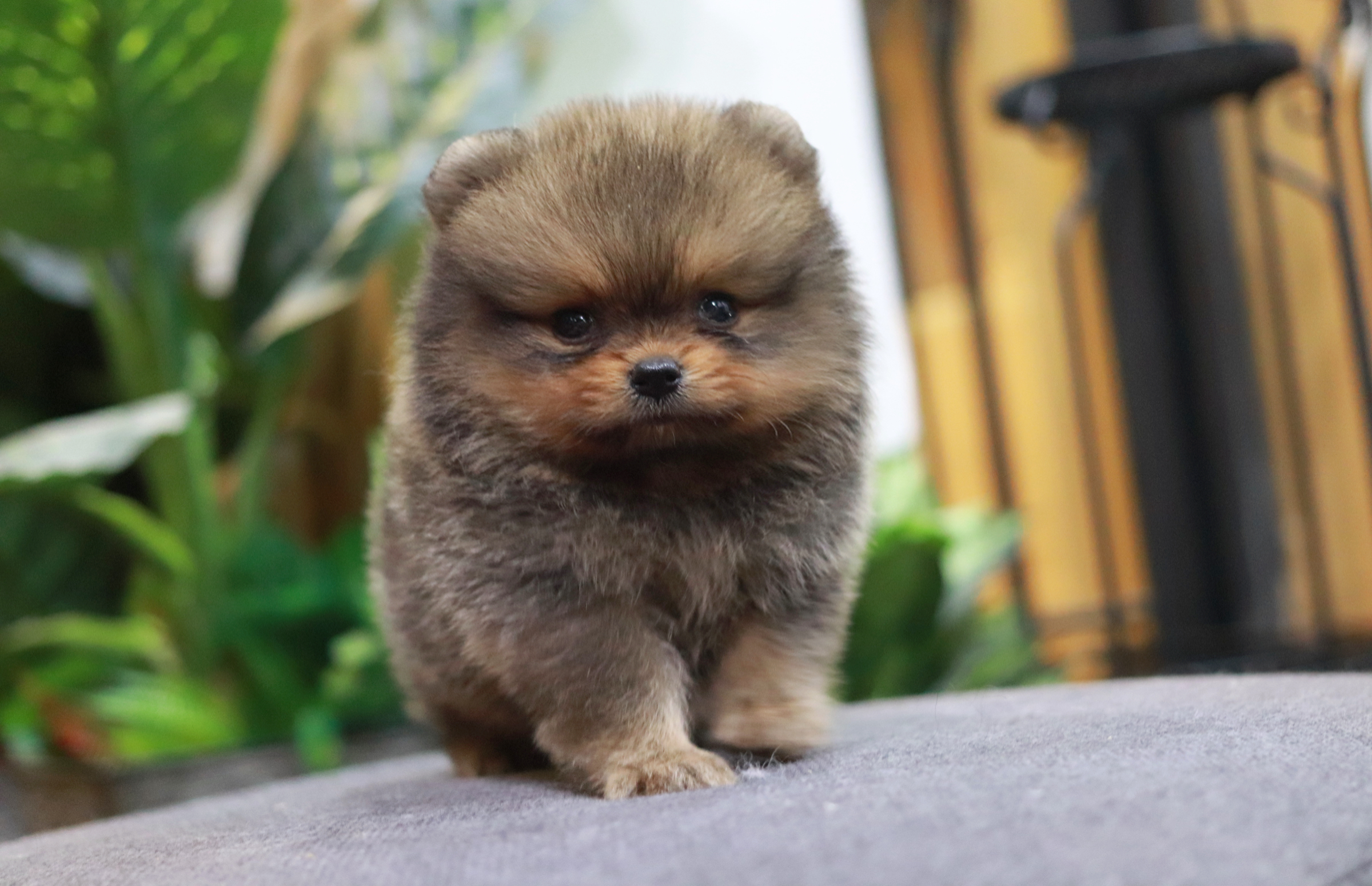 ปอมเมอเรเนียน เพศผู้