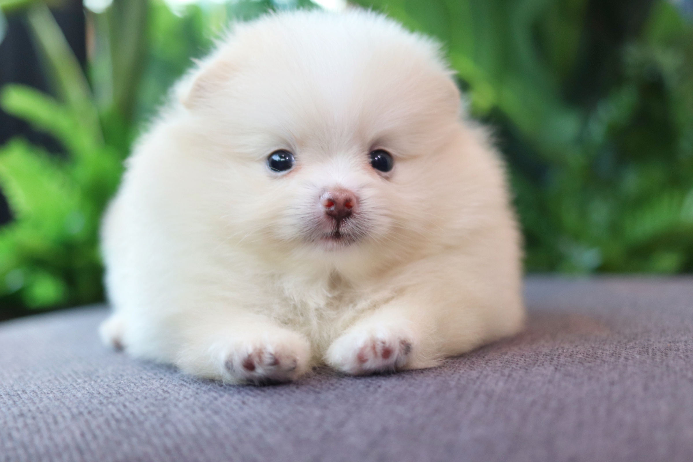 ปอมเมอเรเนียน เพศผู้ สีครีม