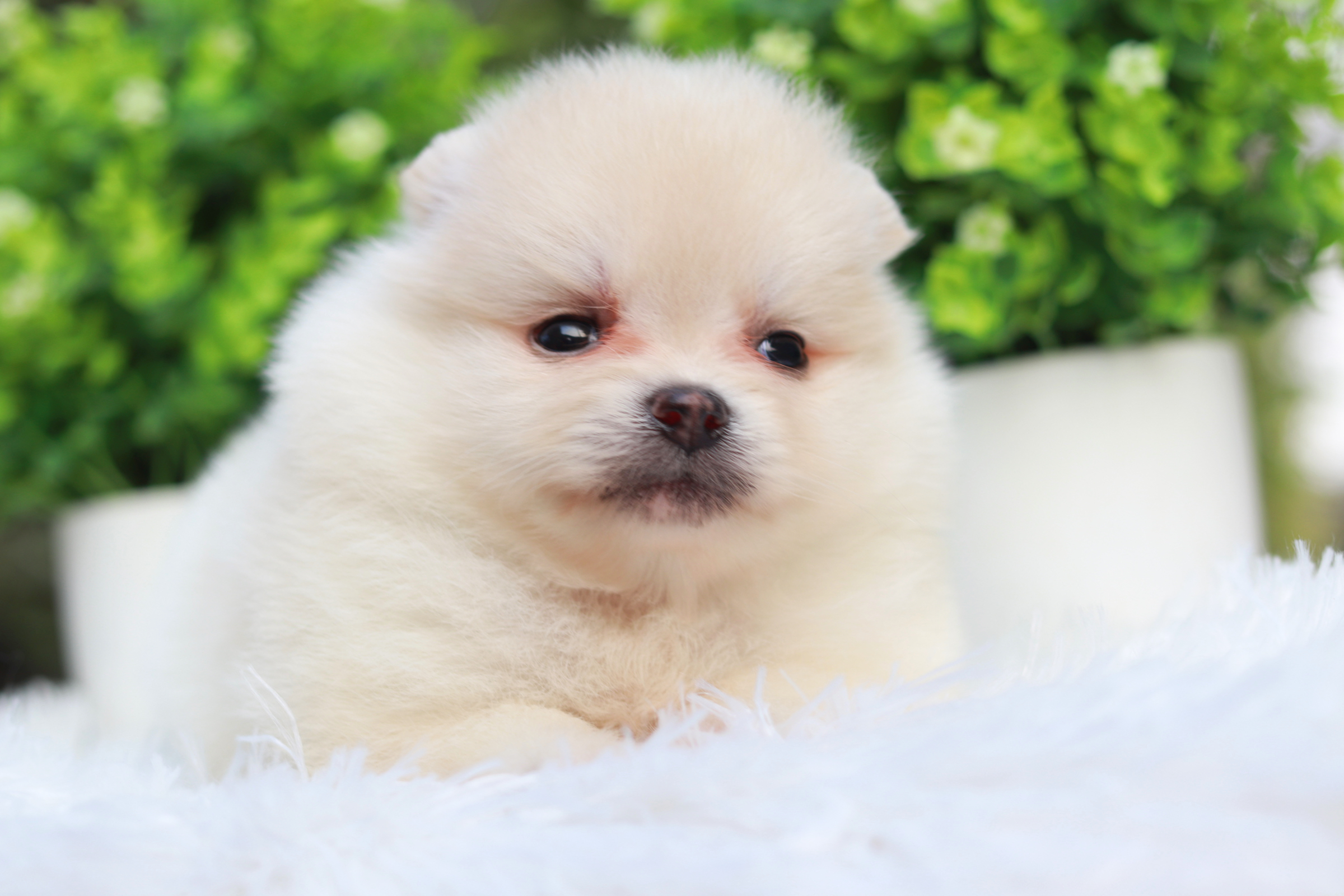 ปอมเมอเรเนียน เพศเมีย