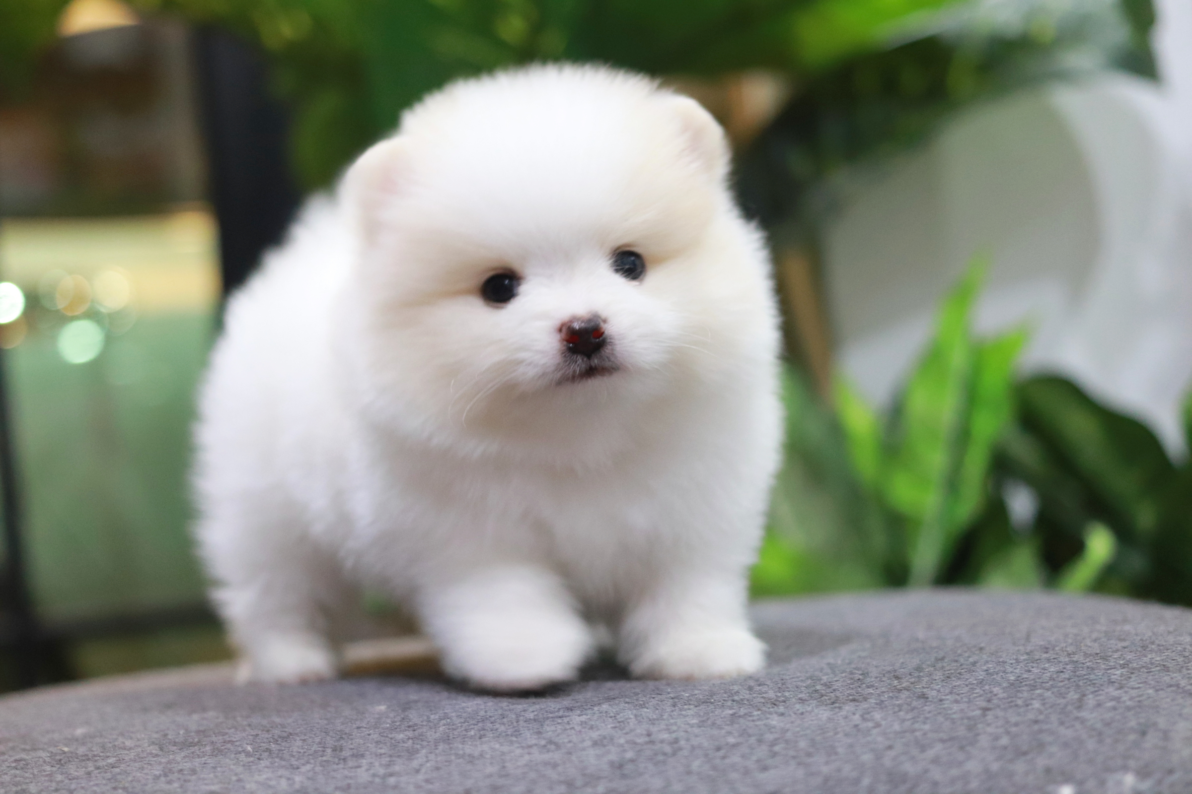 ปอมเมอเรเนียน เพศผู้