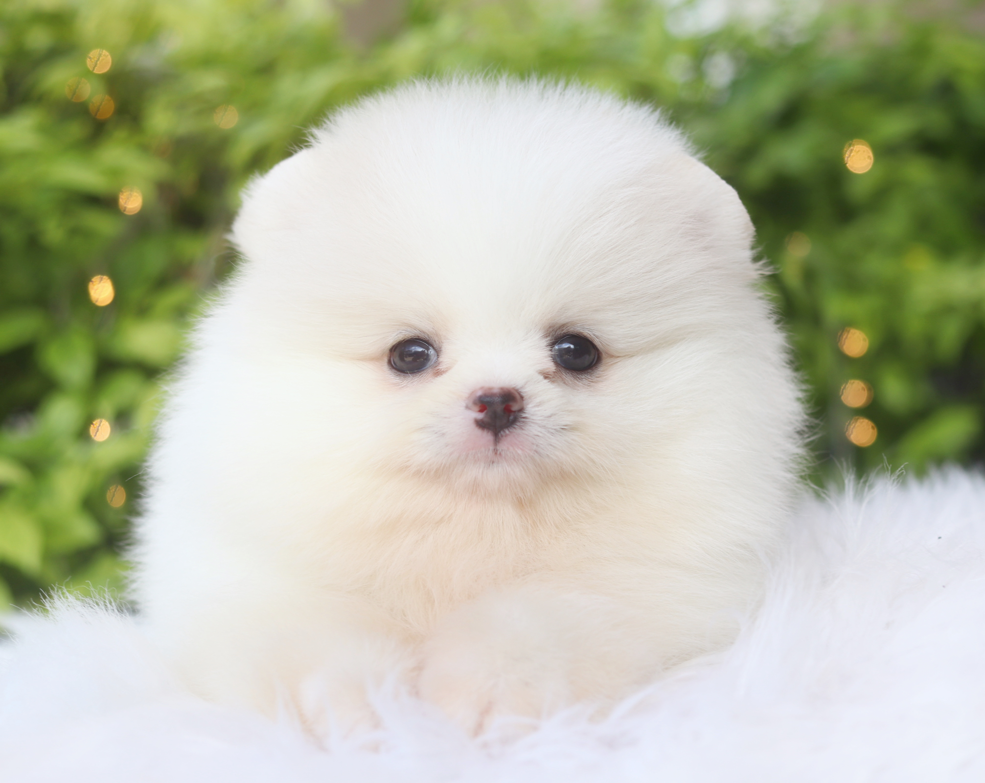 ปอมเมอเรเนียน เพศเมียสีขาวครีม