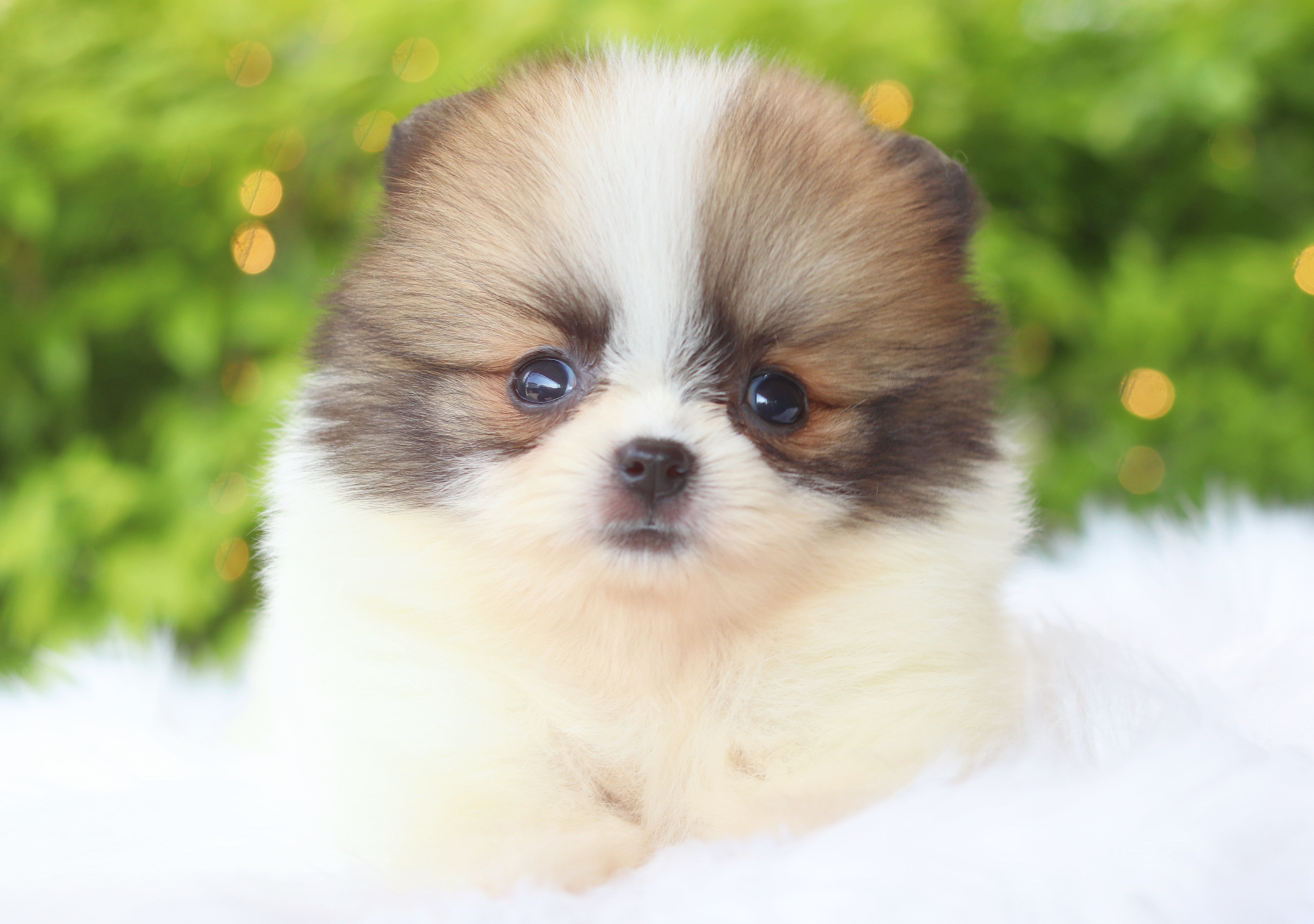 ปอมเมอเรเนียน เพศเมียแฟนซี