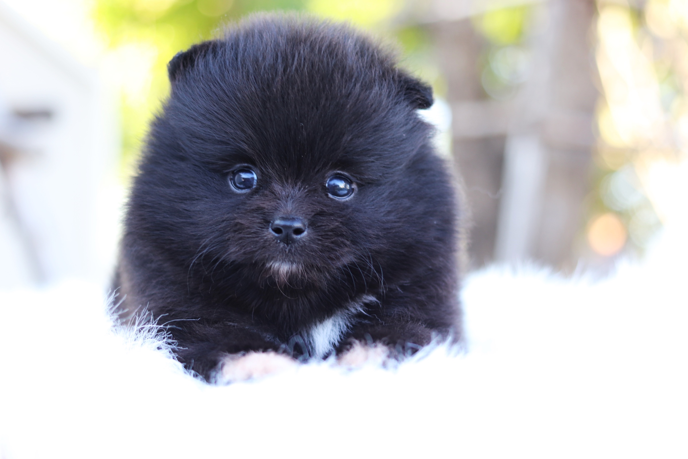 ปอมเมอเรเนียน เพศ ผู้สีดำ ขนแน่นๆ