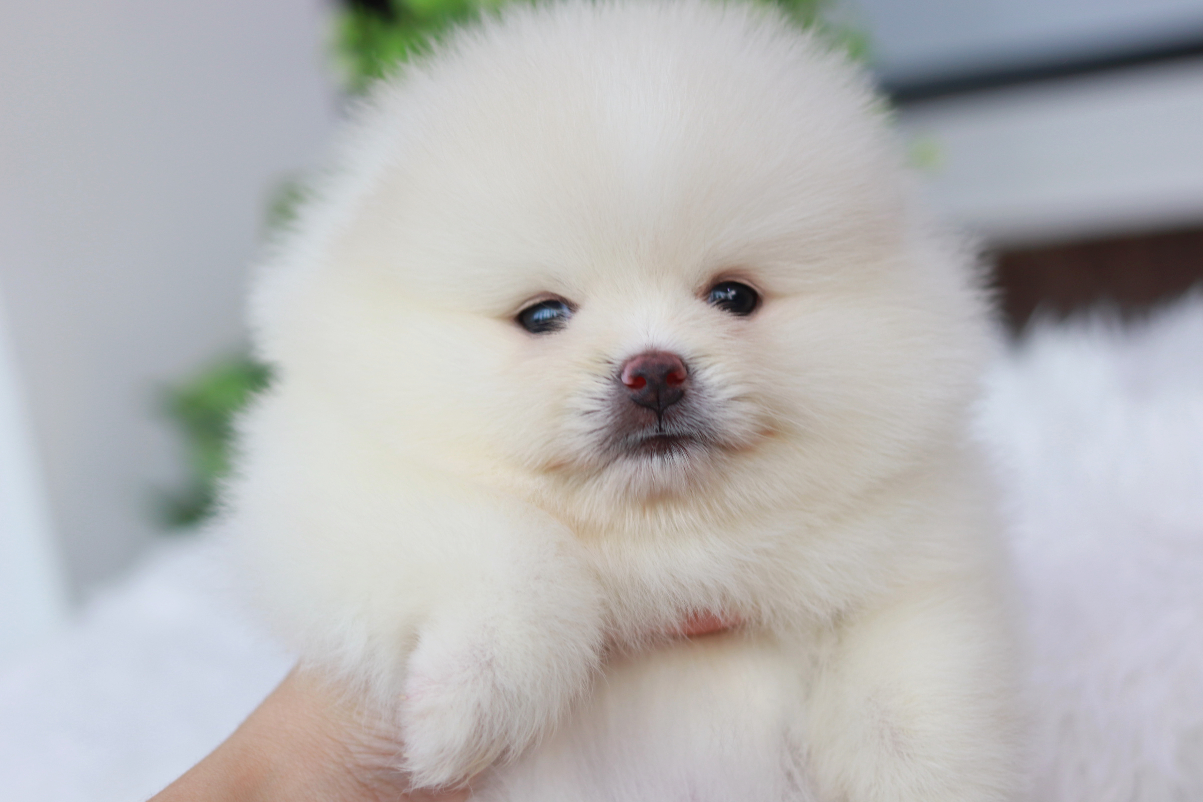 ปอมเมอเรเนียน เพศเมียขาว