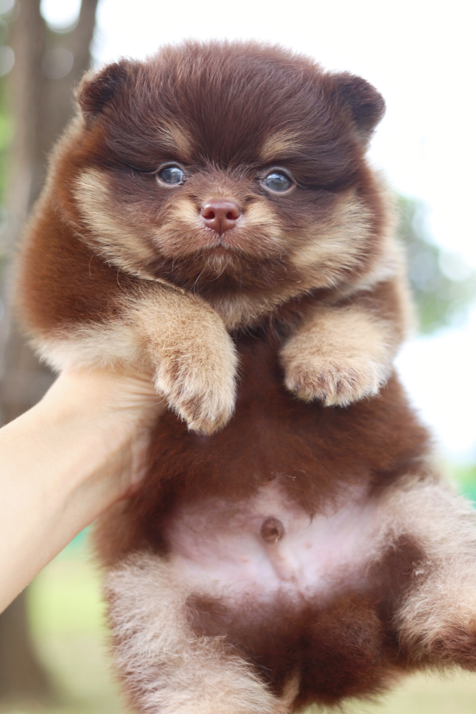 ปอมเมอเรเนียน เพศผู้ สีช็อคแทน