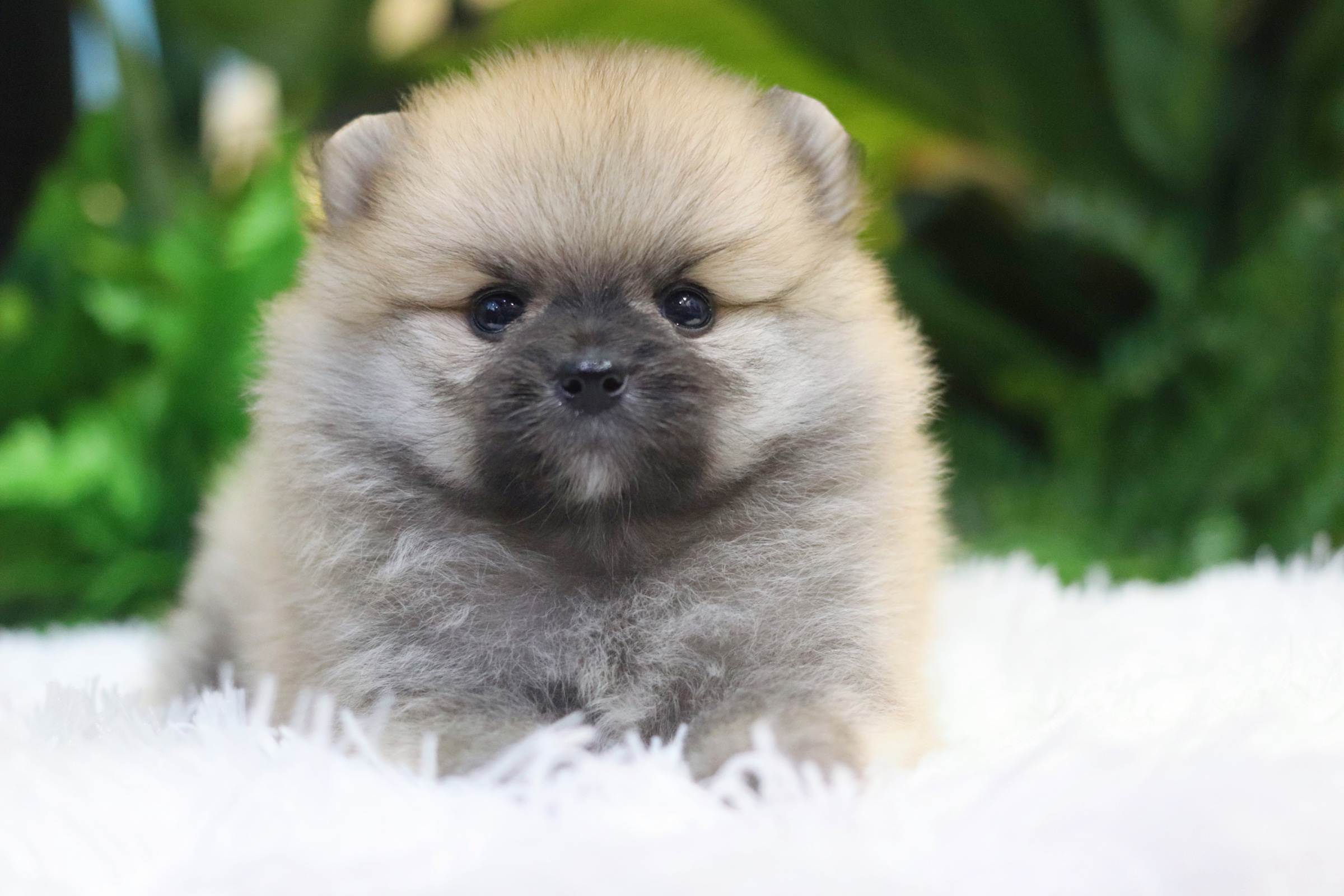 ปอมเมอเรเนียน เพศเมียสีส้ม