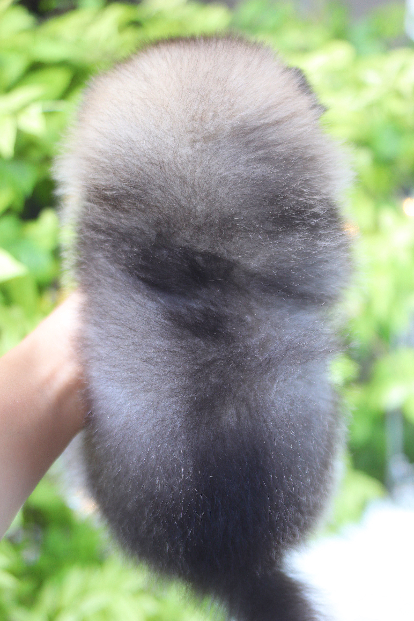 ปอมเมอเรเนียน เพศเมียสีส้ม