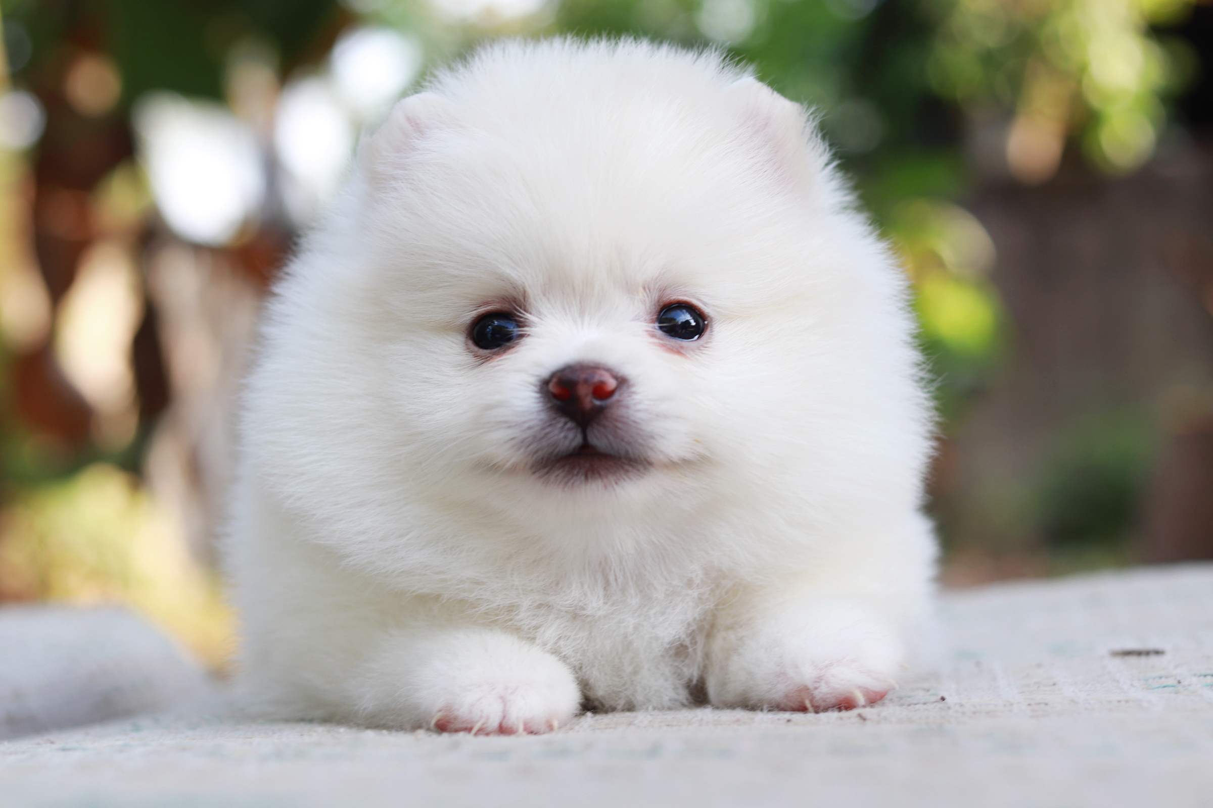 ปอมเมอเรเนียน เพศเมียขาว