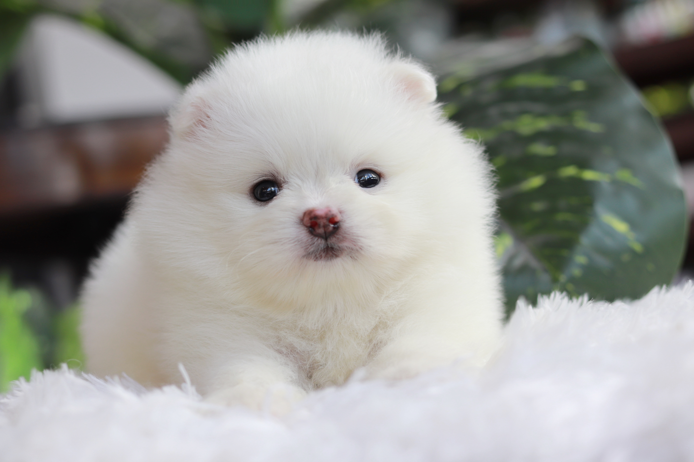 ปอมเมอเรเนียน เพศผู้ สีขาว