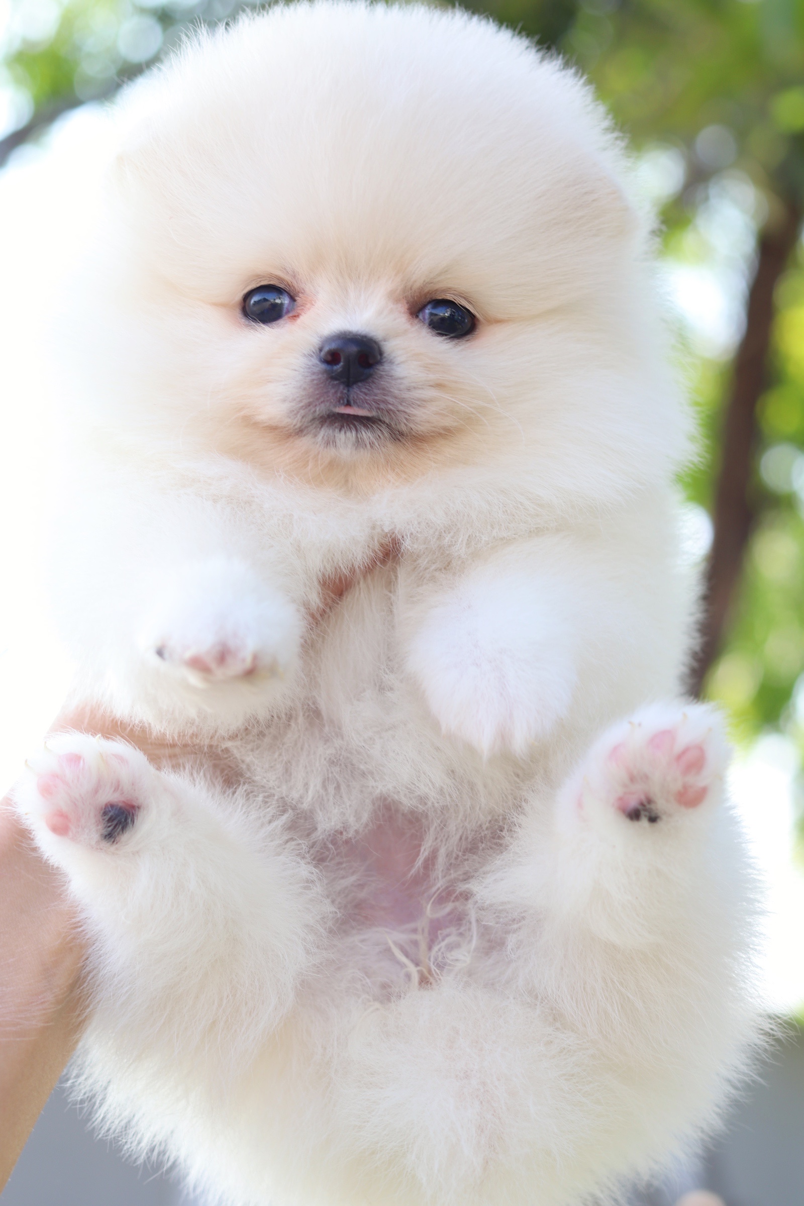 ปอมเมอเรเนียน เพศเมียสีขาวครีม