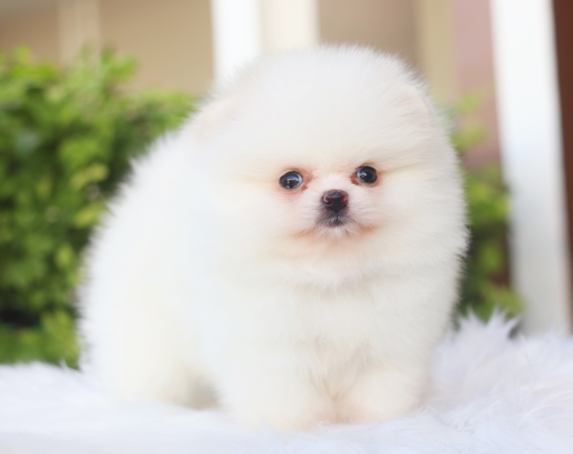 ปอมเมอเรเนียน เพศเมียสีขาวครีมเกรดโชว์