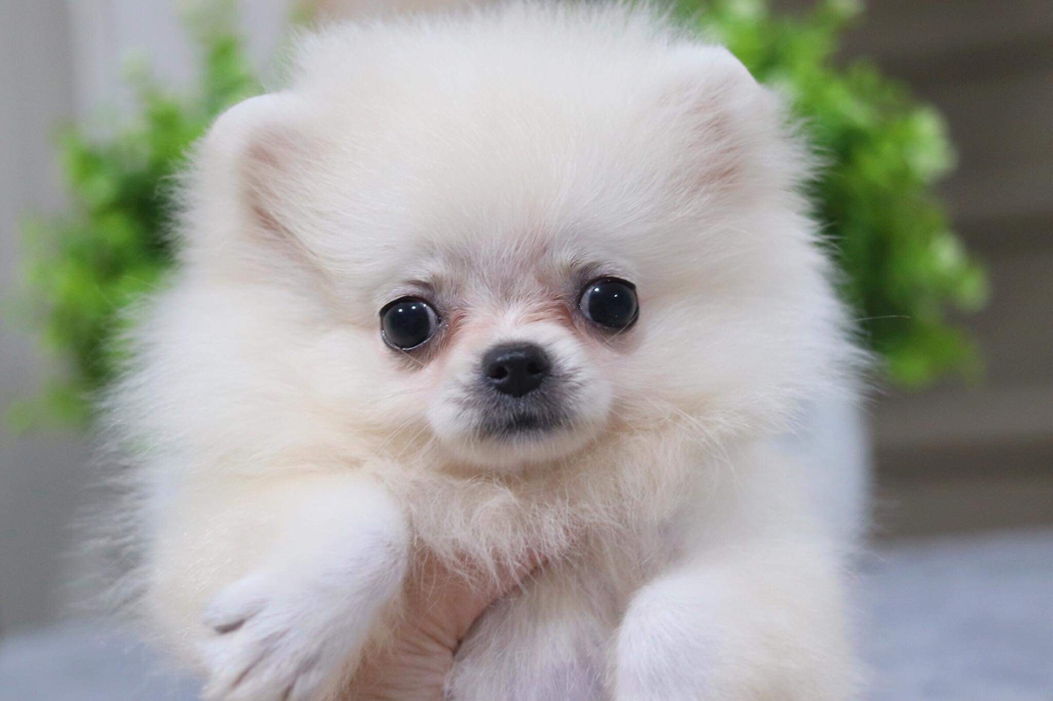 ปอมเมอเรเนียน เพศเมีย