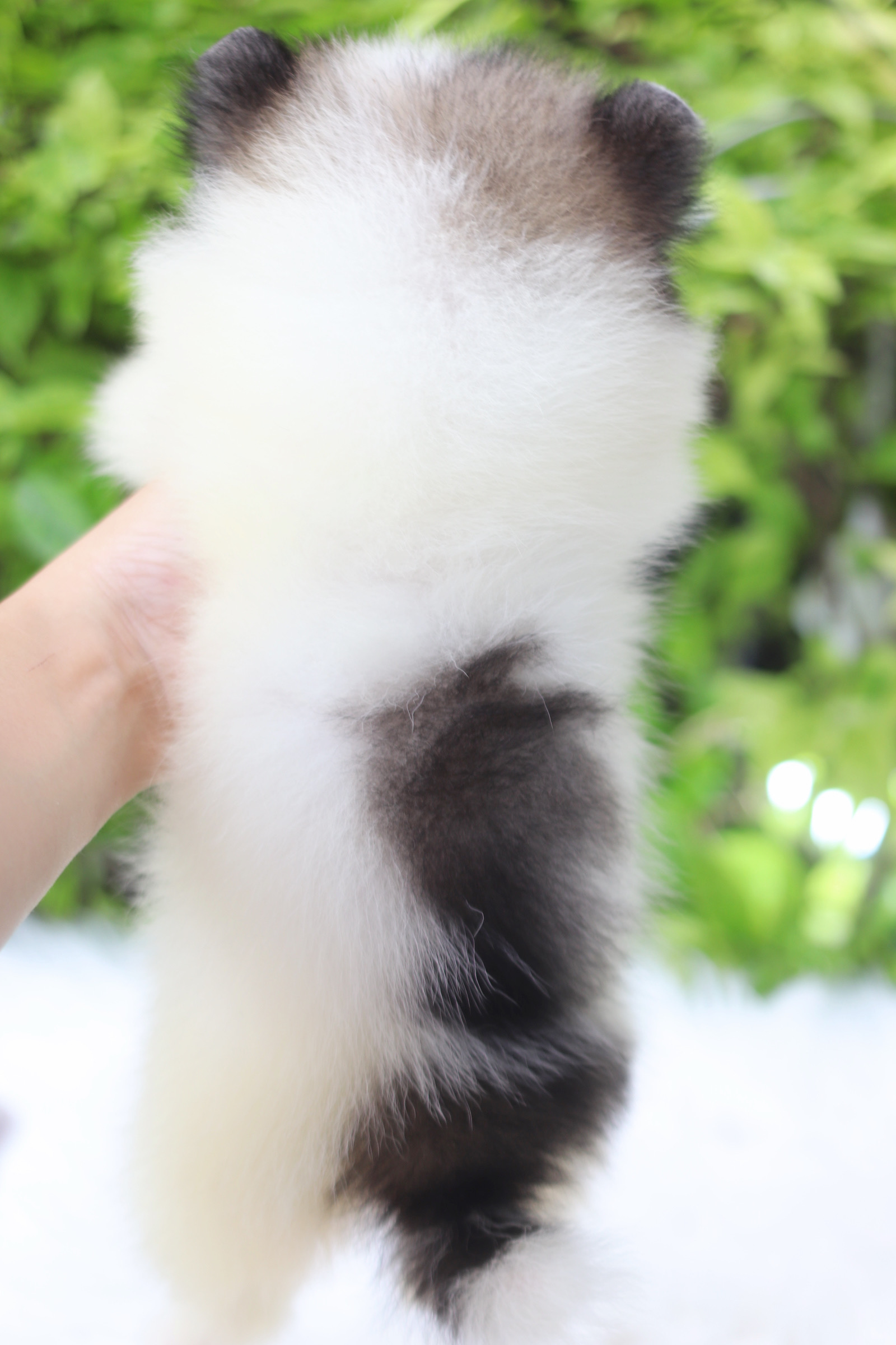 ปอมเมอเรเนียน เพศเมียแฟนซี