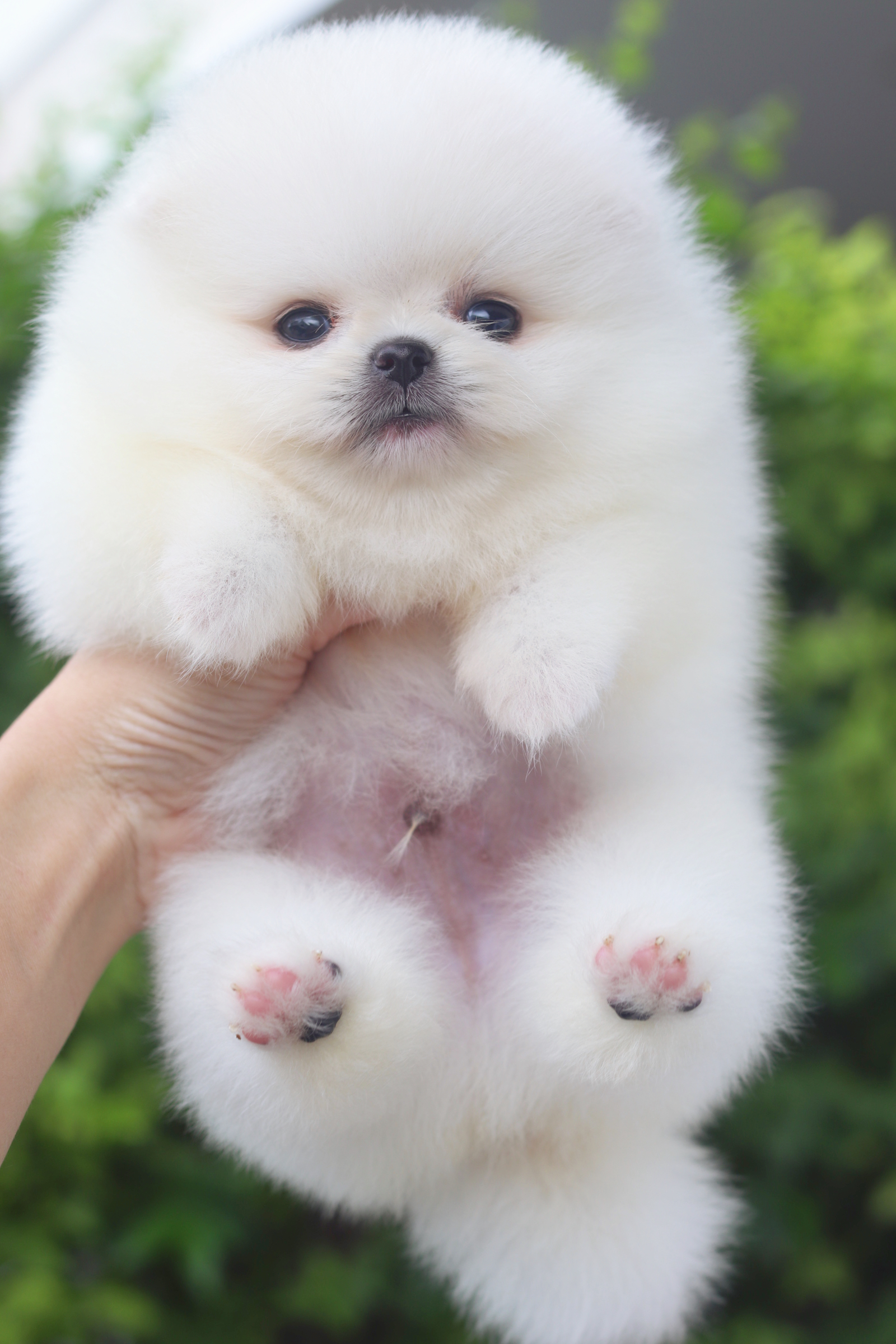 ปอมเมอเรเนียน เพศผู้สีขาวครีมเกรดโชว์