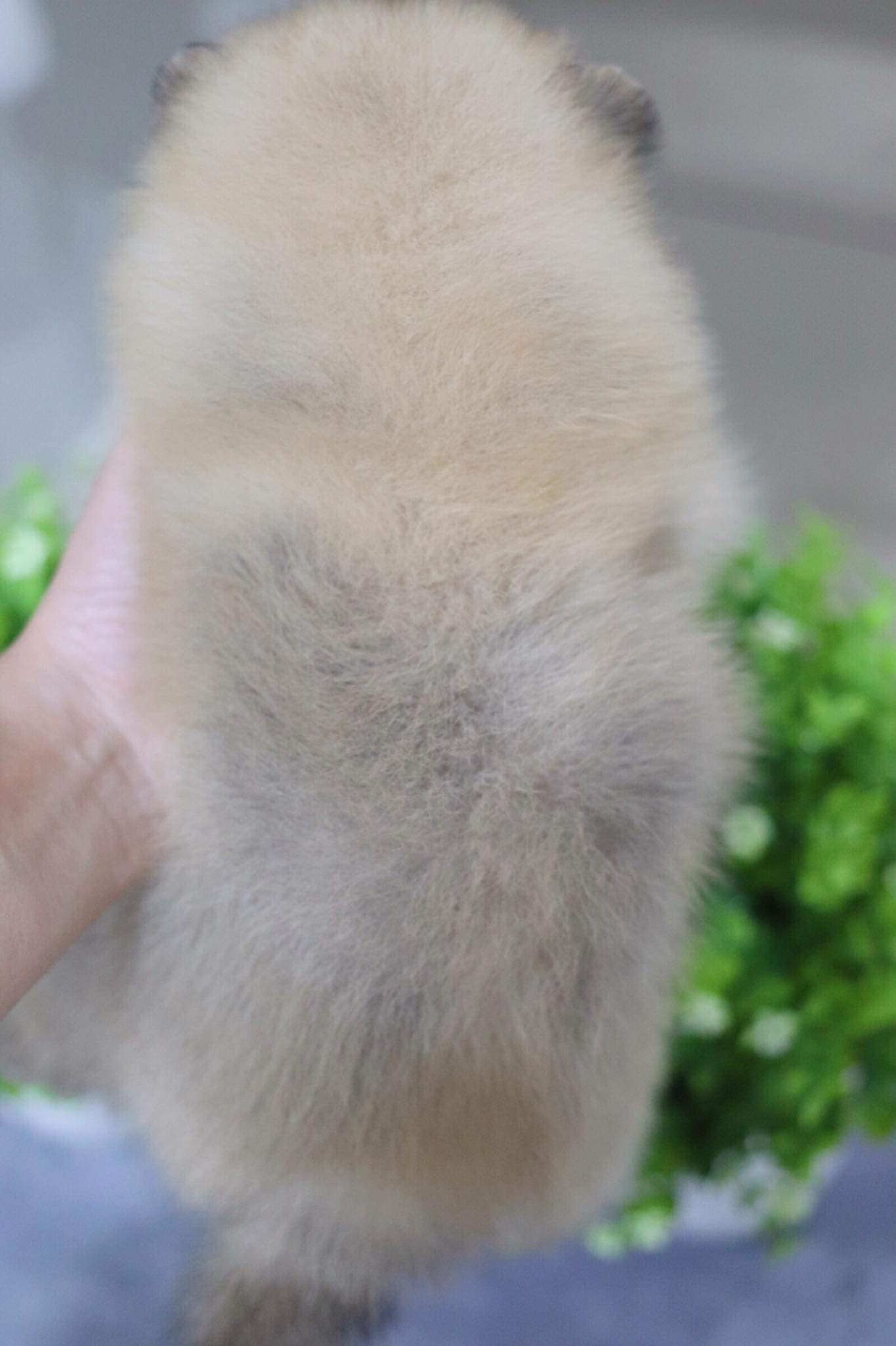 ปอมเมอเรเนียน เพศผู้