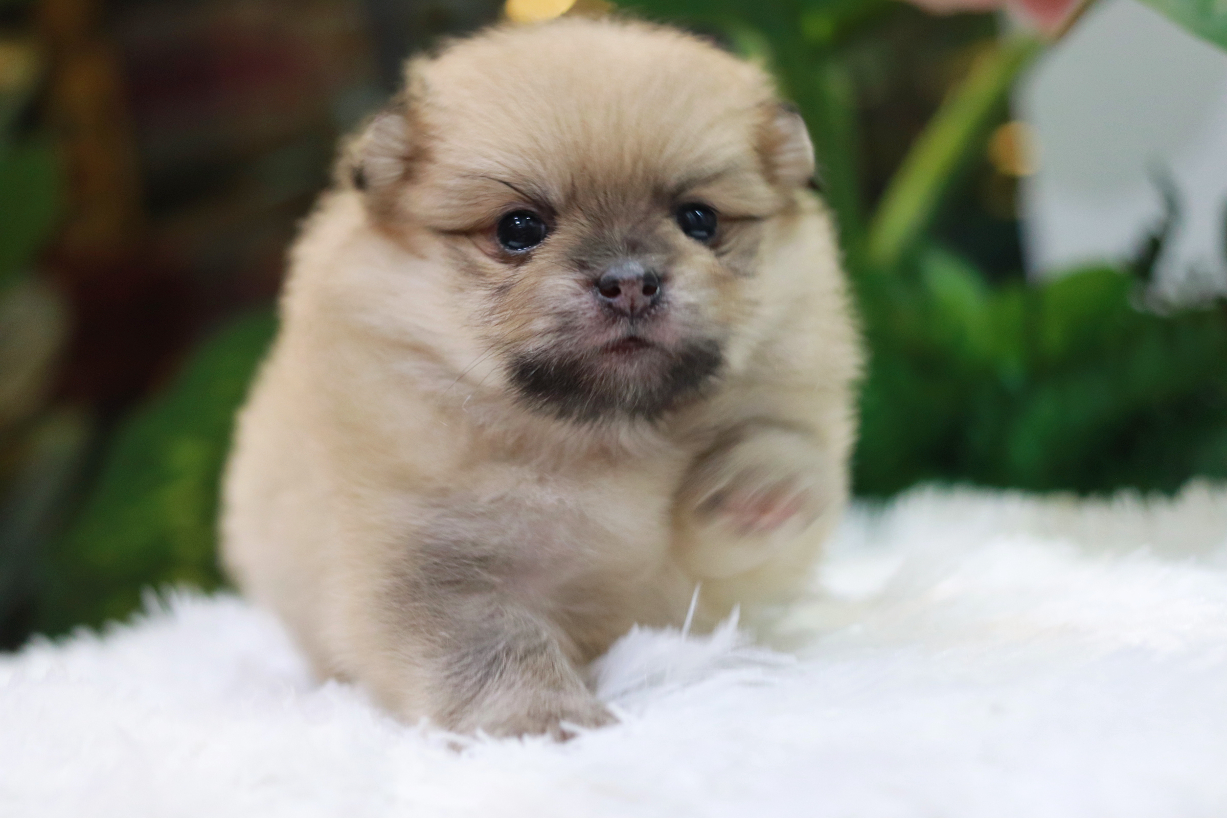 ปอมเมอเรเนียน เพศผู้ สีส้ม