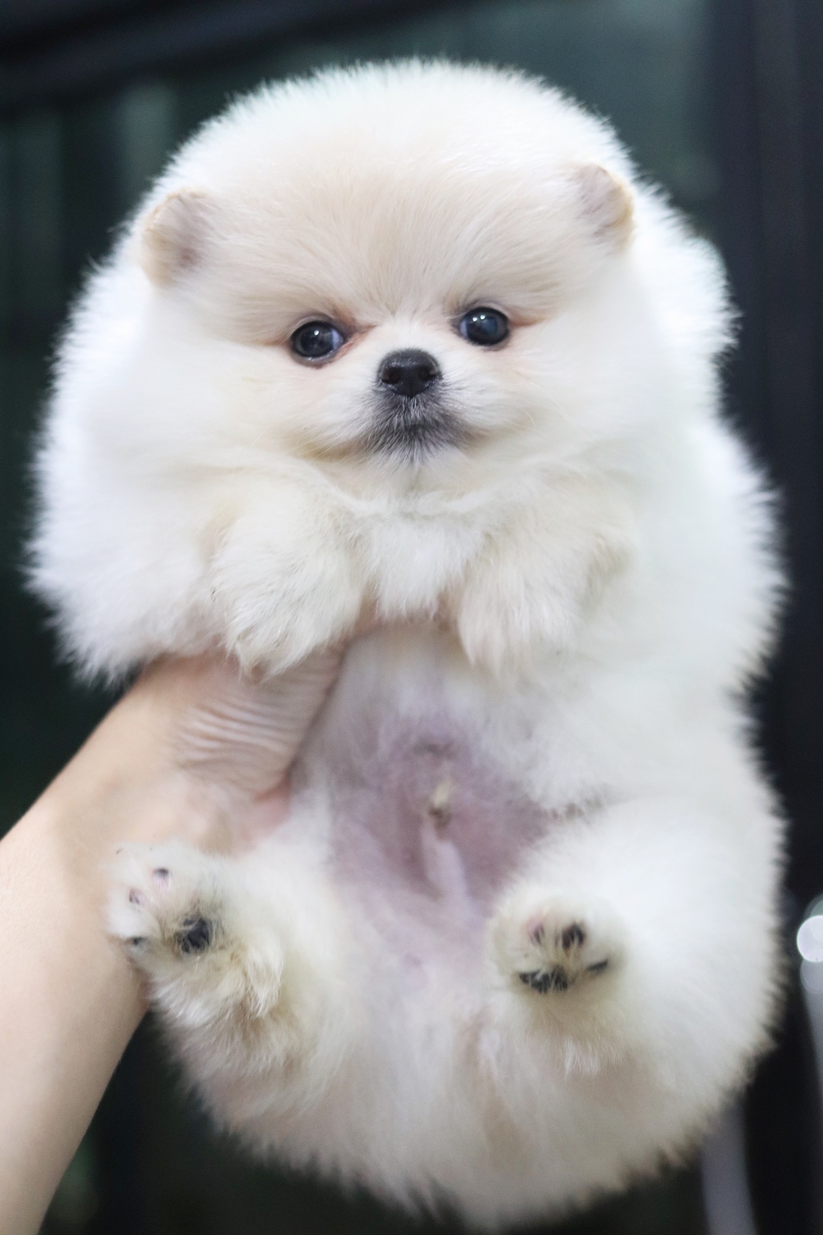 ปอมเมอเรเนียน เพศผู้ สีขาวครีม