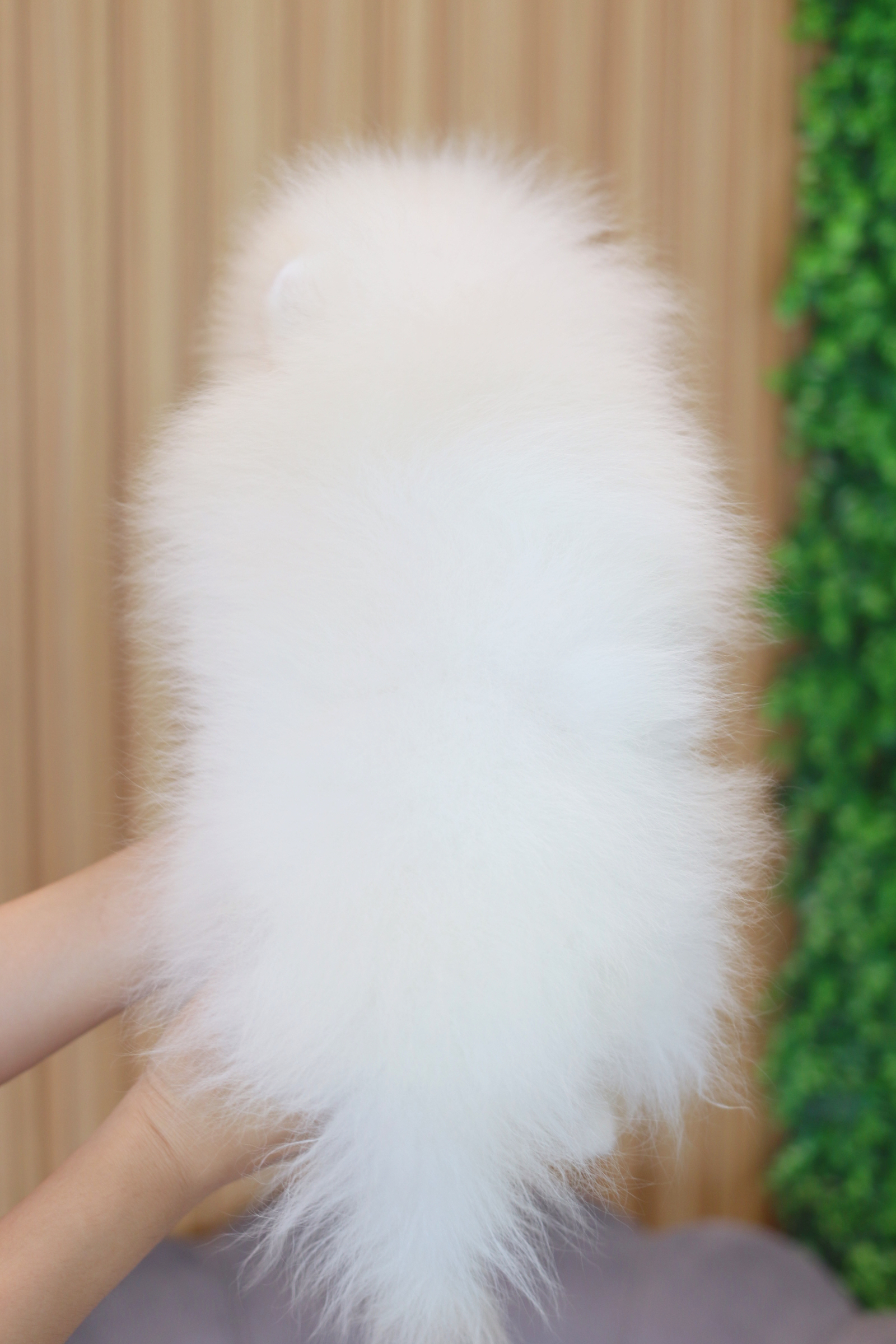 ปอมเมอเรเนียน เพศผู้สีขาวครีม เกรดโชว์