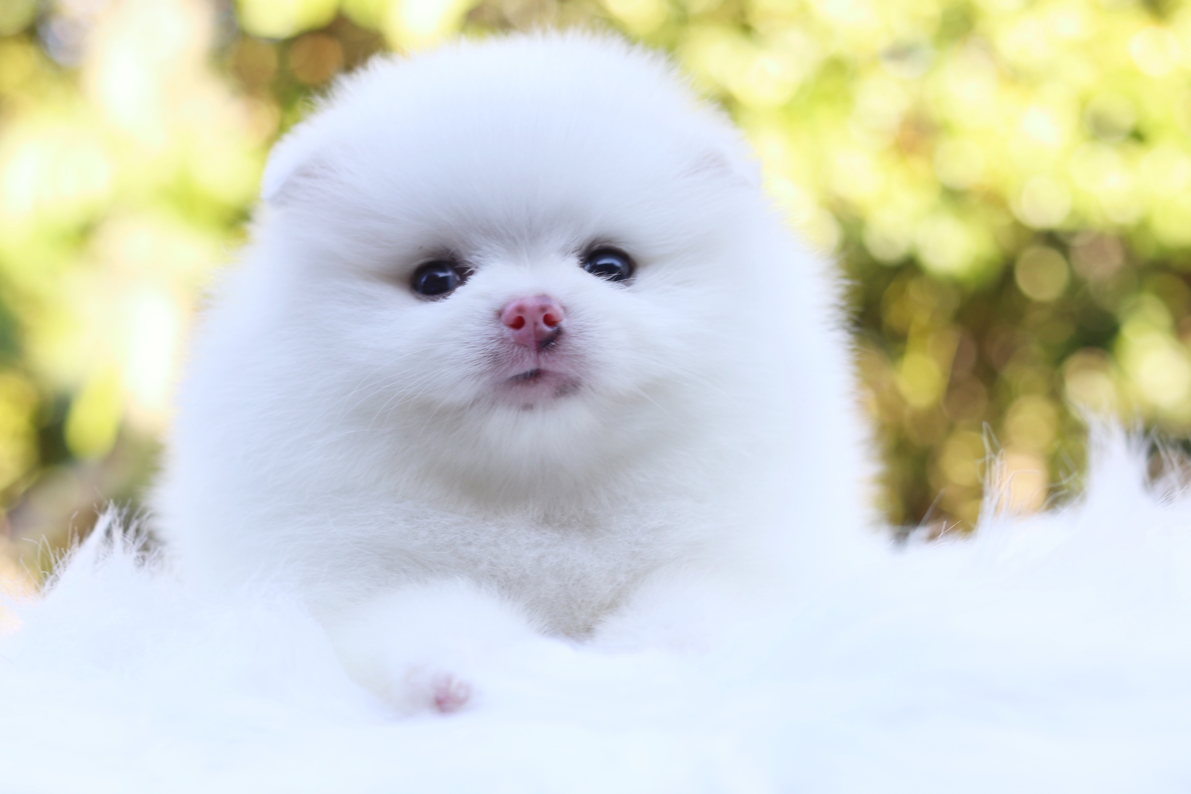 ปอมเมอเรเนียน เพศผู้ สีขาว