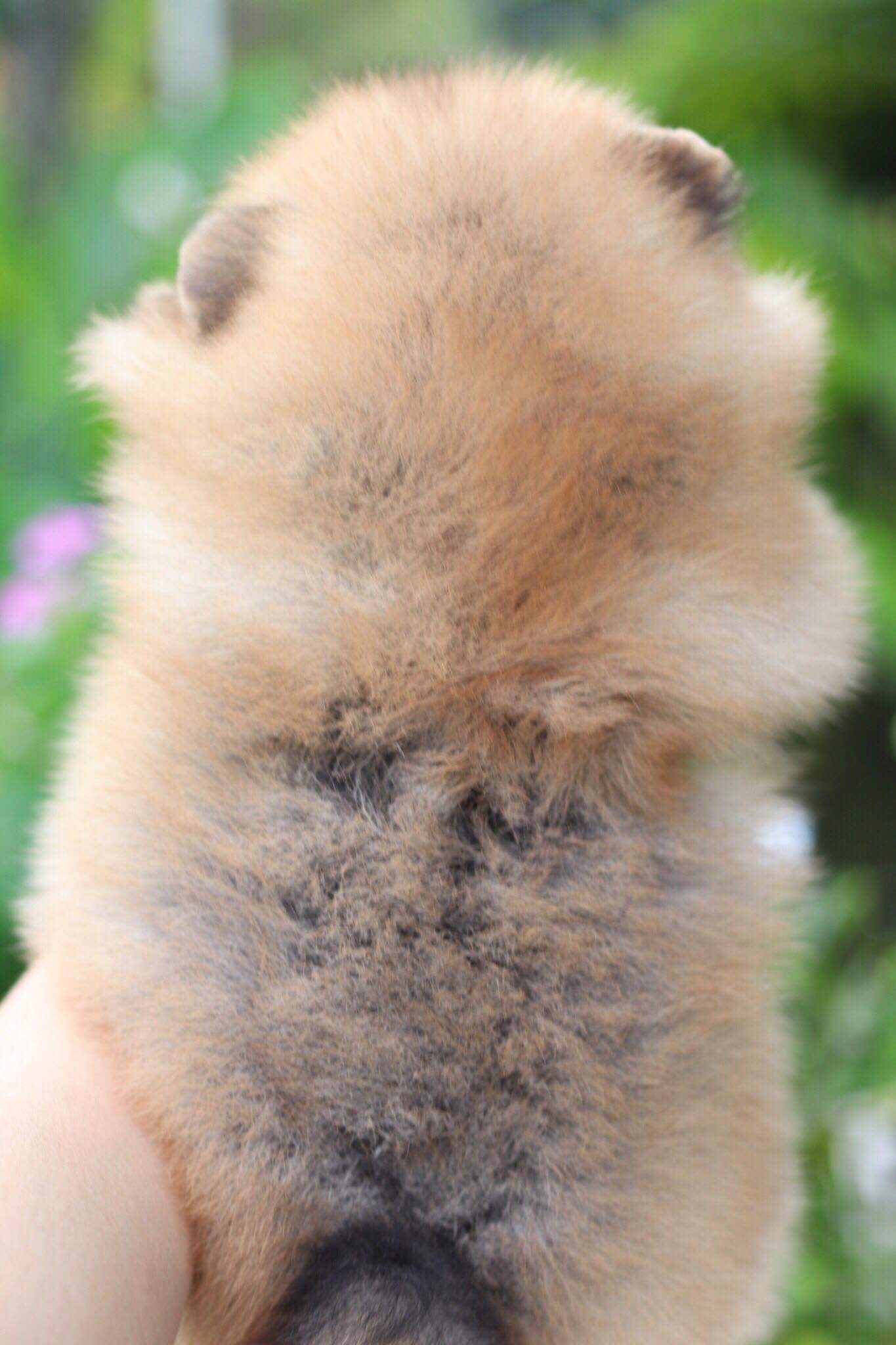 ปอมเมอเรเนียน เพศเมีย