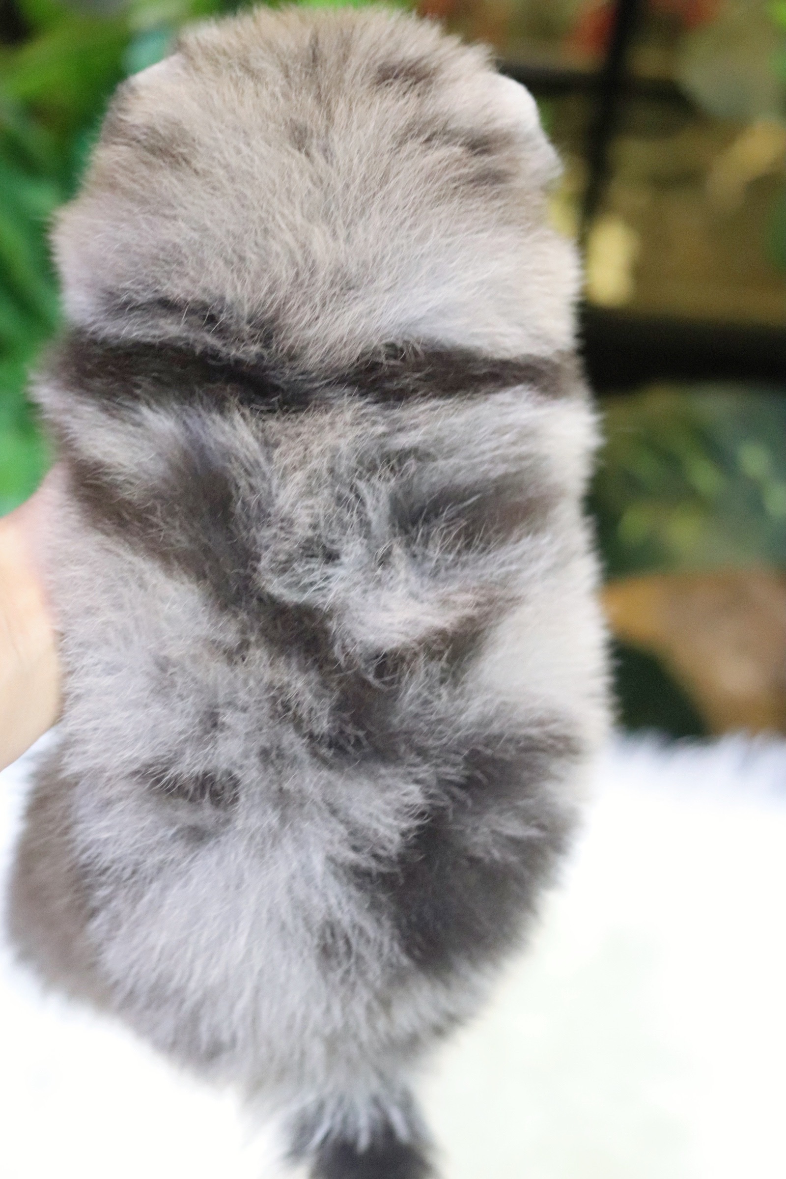 ปอมเมอเรเนียน เพศผู้ สีเมอร์เร่