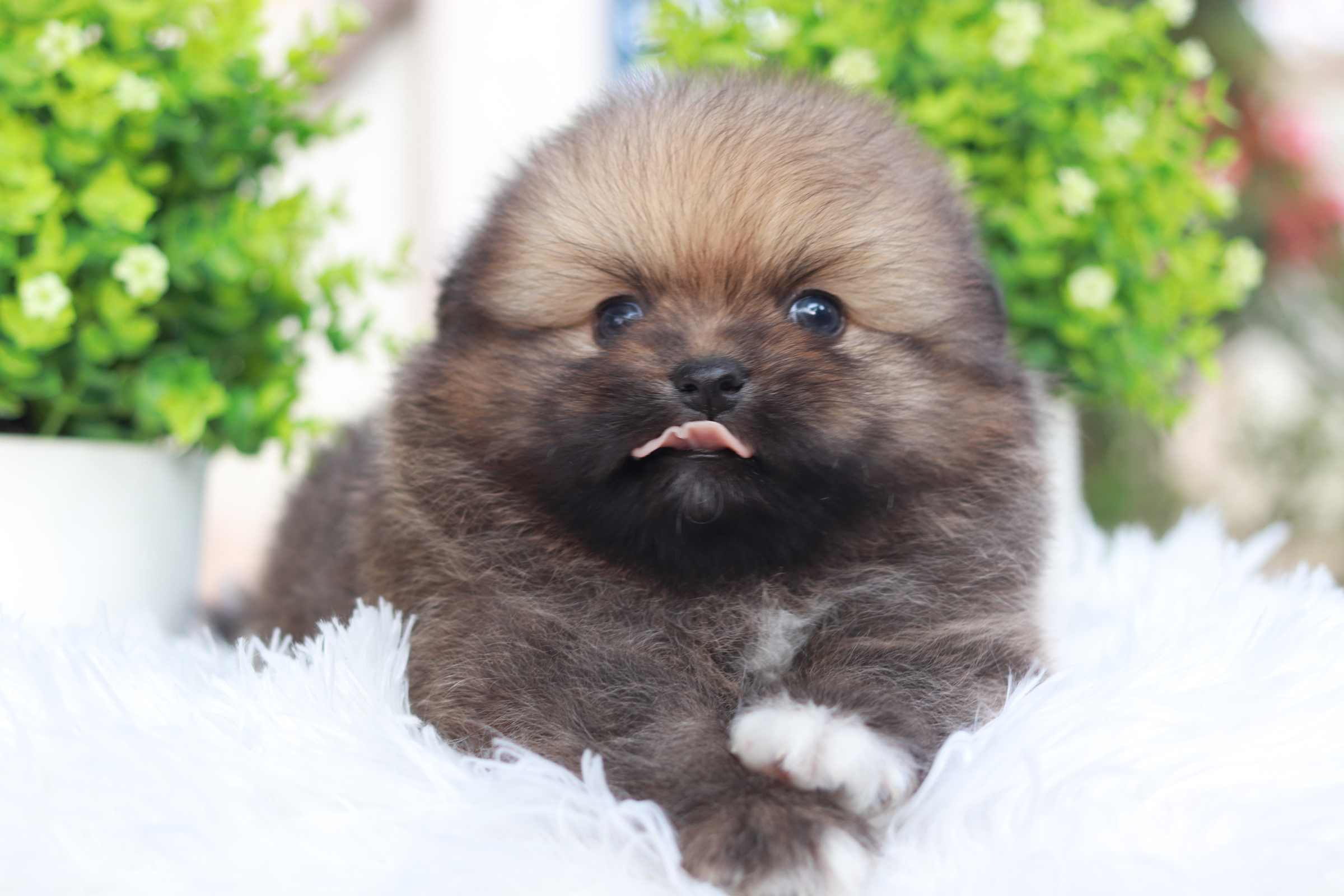 ปอมเมอเรเนียน เพศผู้