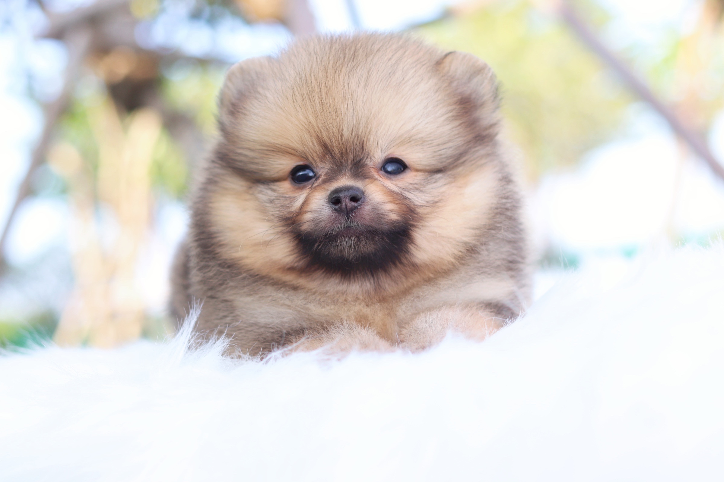 ปอมเมอเรเนียน เพศผู้ สีส้ม