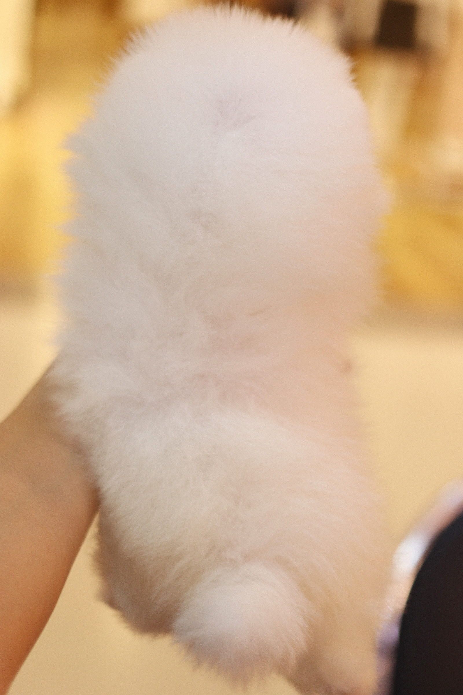 ปอมเมอเรเนียน เพศเมียสีขาวเกรดโชว์ ลูกครึ่งเกาหลี