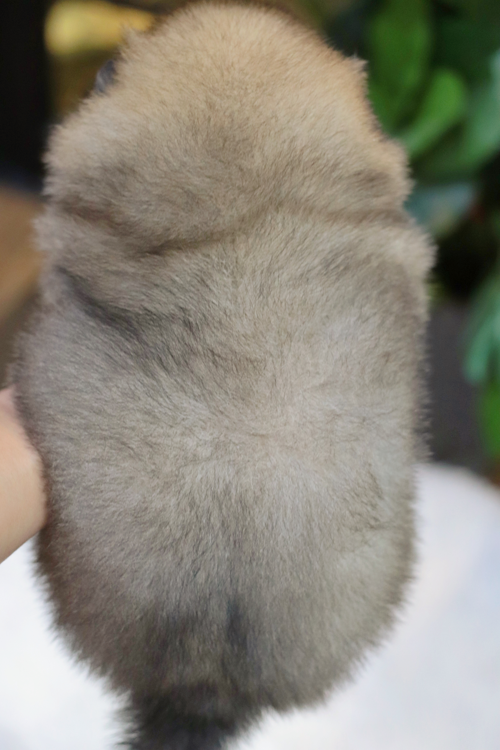 ปอมเมอเรเนียน เพศผู้สีส้มเซเบิ้ล