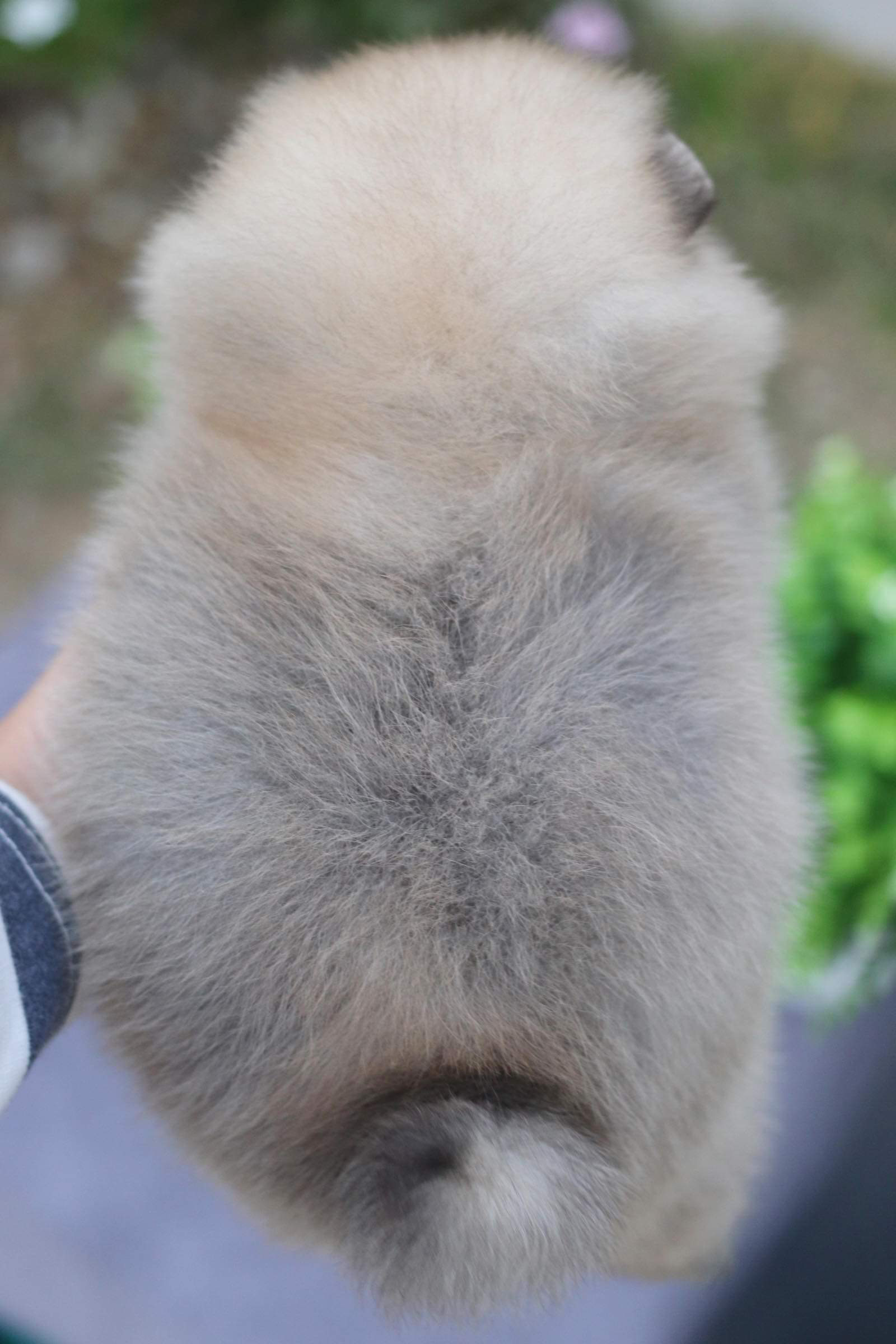 ปอมเมอเรเนียน เพศเมีย