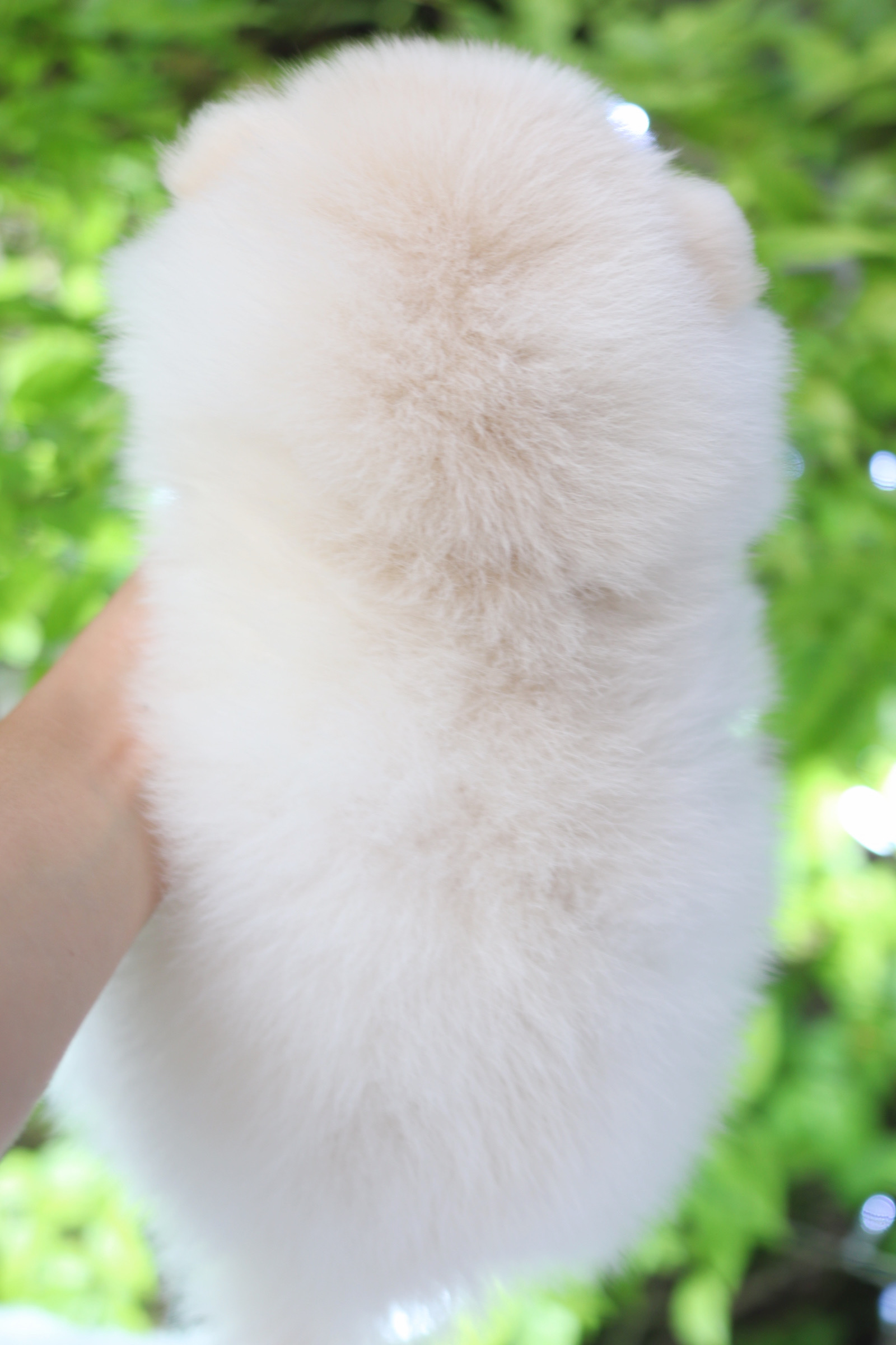 ปอมเมอเรเนียน เพศเมียสีขาวครีม