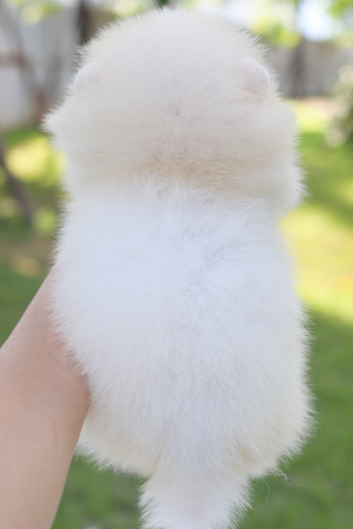 ปอมเมอเรเนียน เพศผู้สีขาวครีม