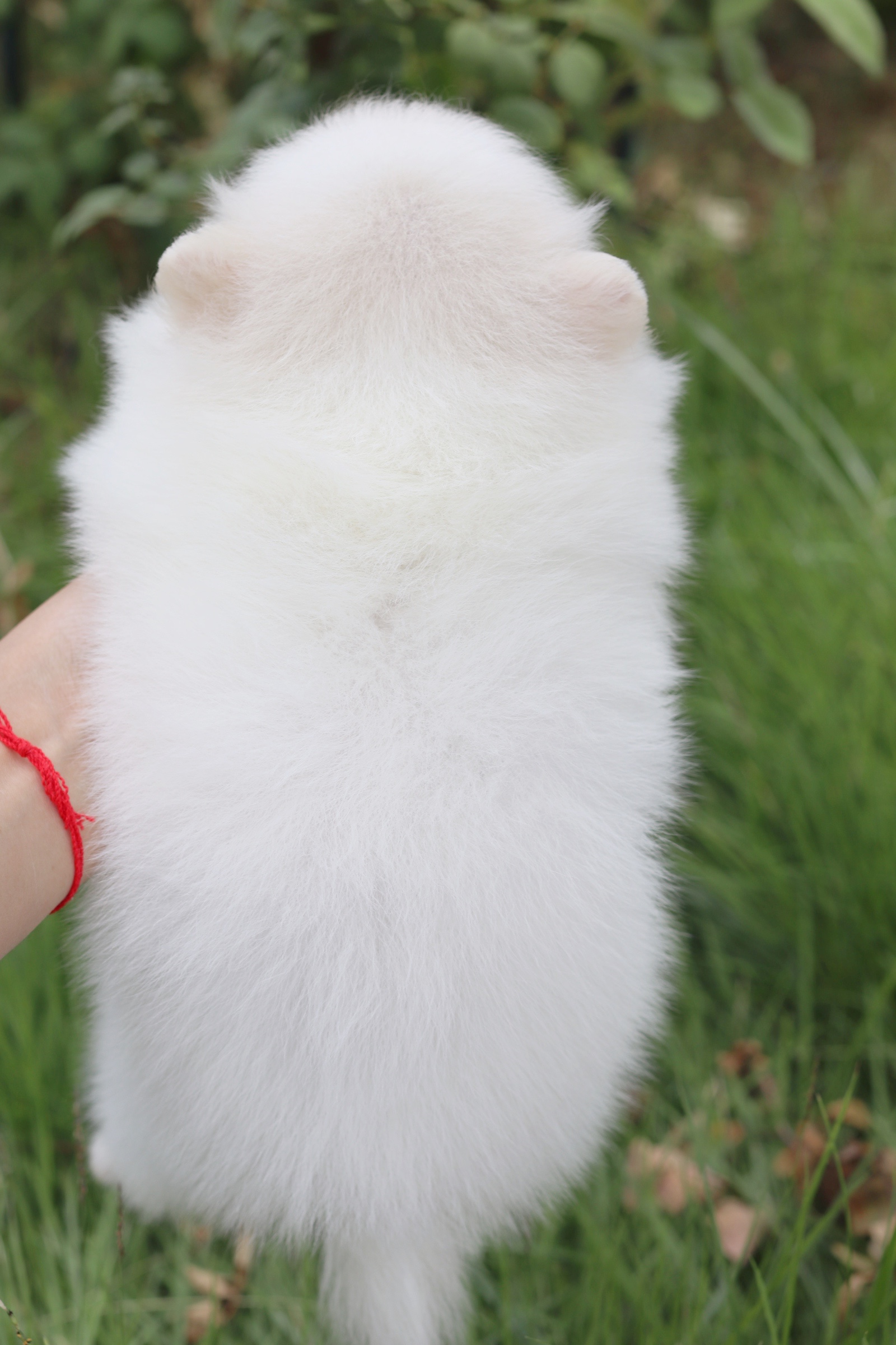 ปอมเมอเรเนียน เพศผู้ สีขาวครีม