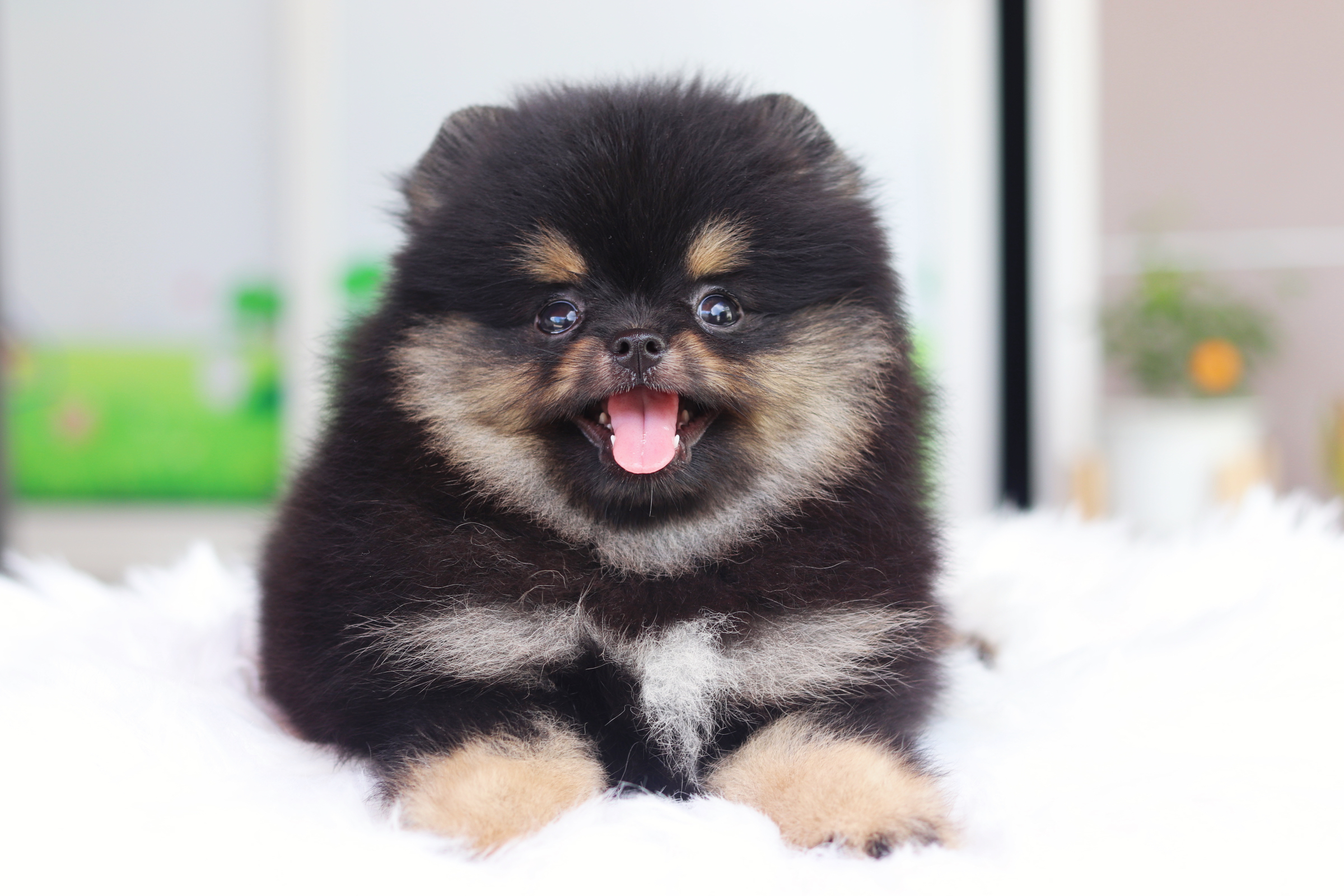 ปอมเมอเรเนียน เพศเมียสีแบล็คแทน