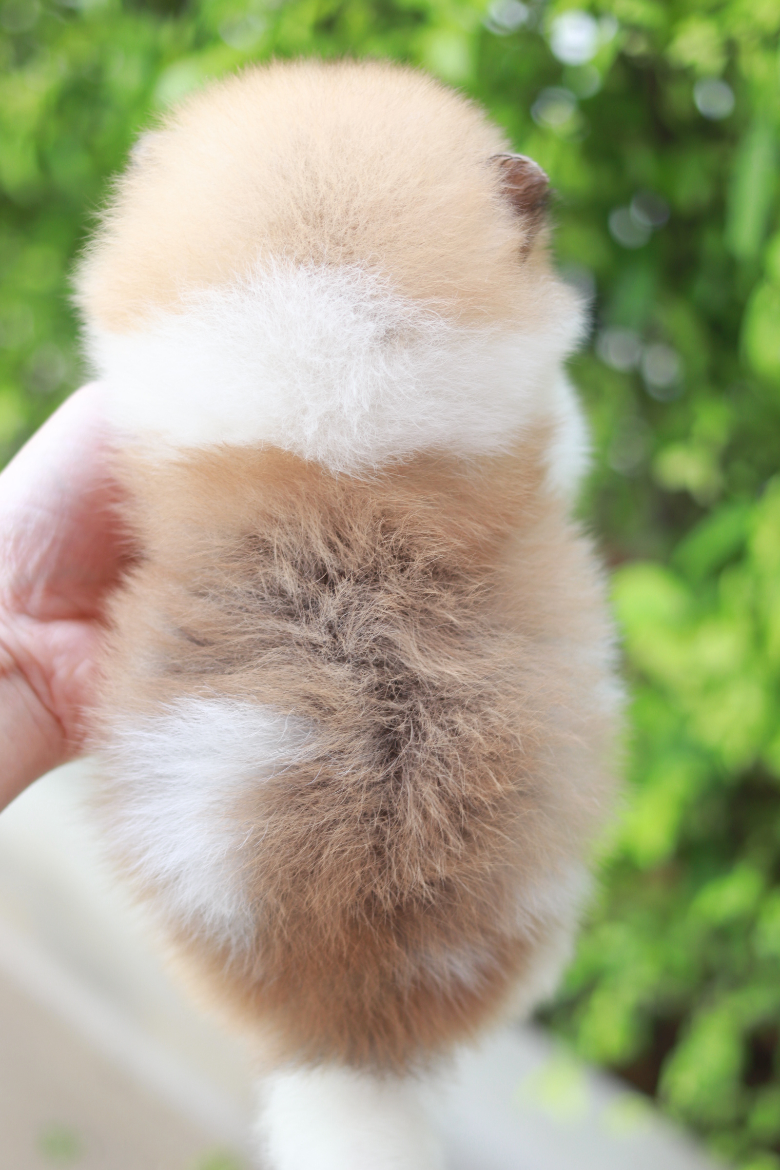 ปอมเมอเรเนียน เพศผู้