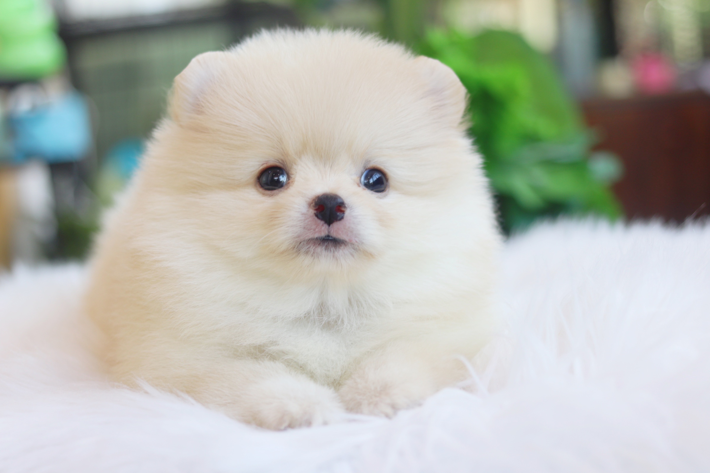 ปอมเมอเรเนียน เพศผู้ขาวครีม