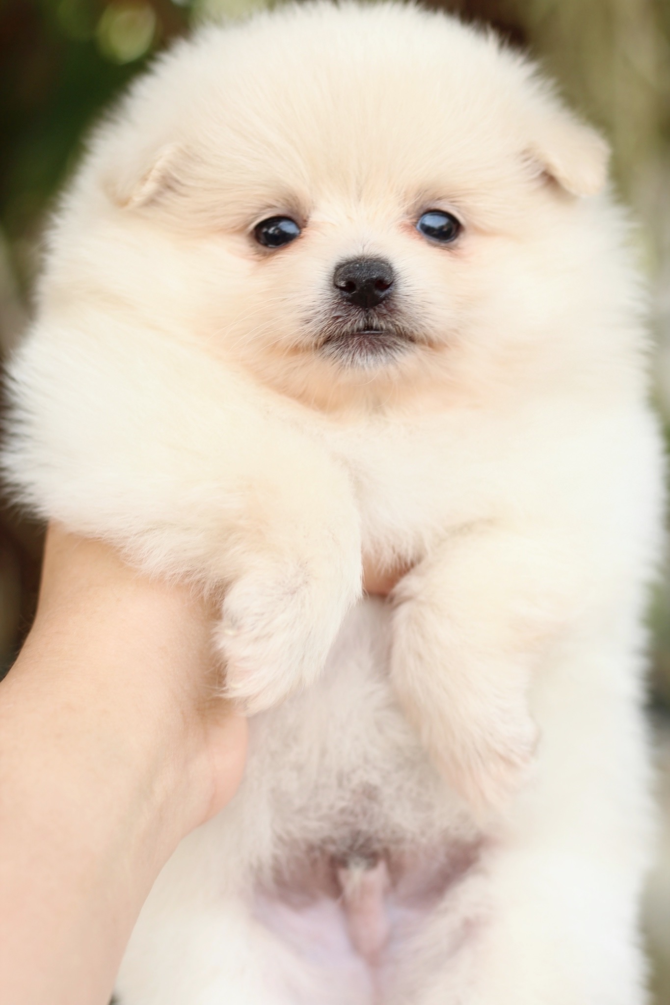 ปอมเมอเรเนียน เพศผู้ สีขาวครีม เกรดเลี้ยงเล่น