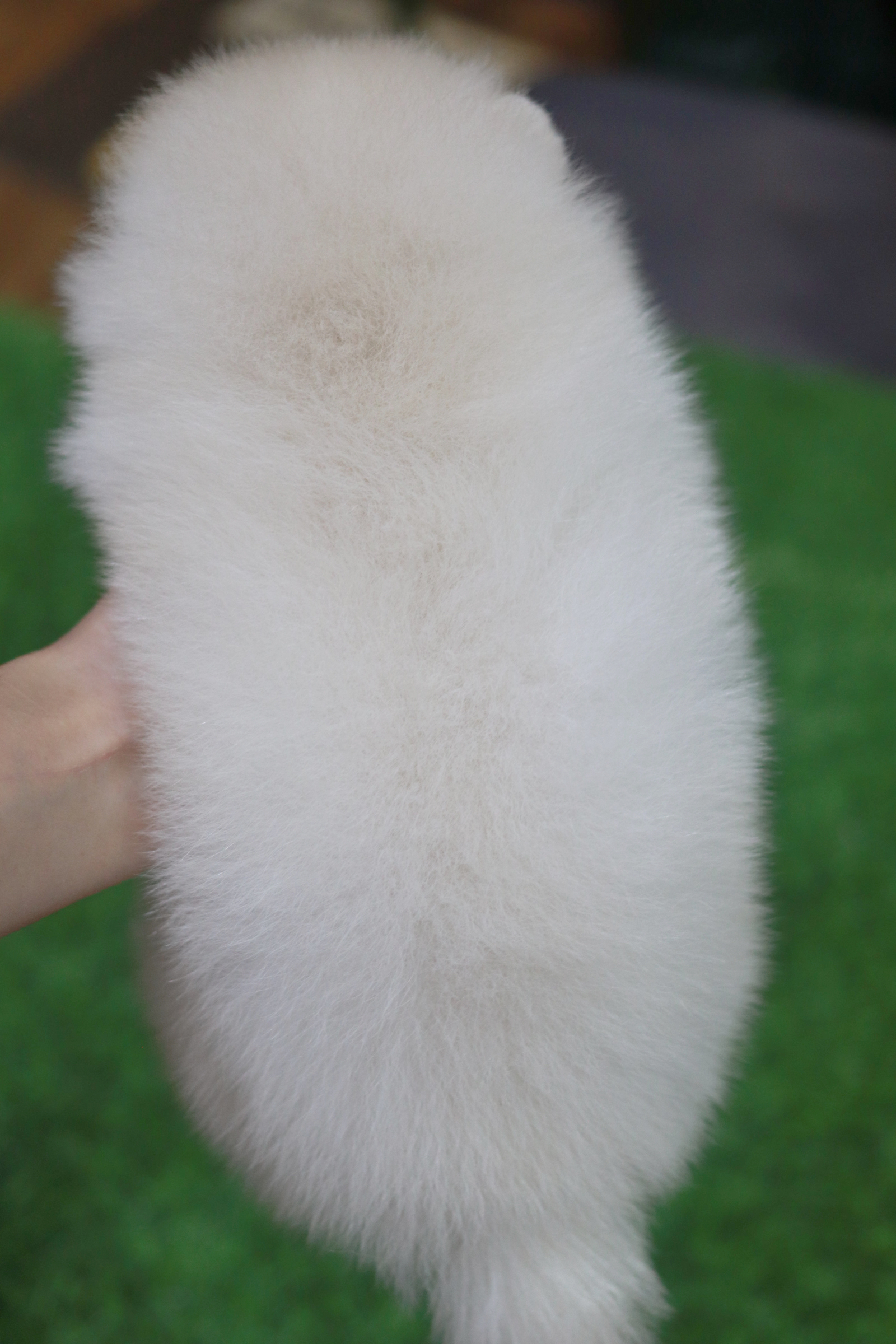 ปอมเมอเรเนียน เพศเมียขาวครีม ขนแน่นๆ