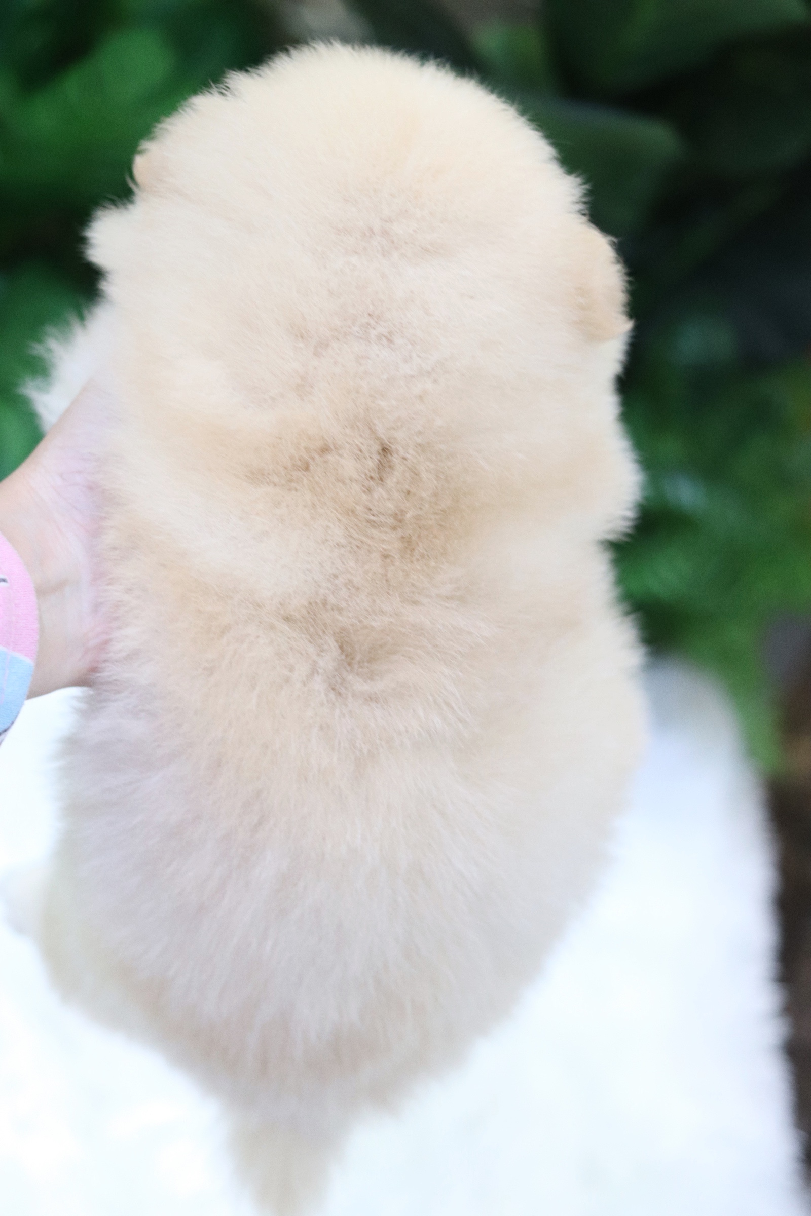 ปอมเมอเรเนียน เพศผู้ สีครีม