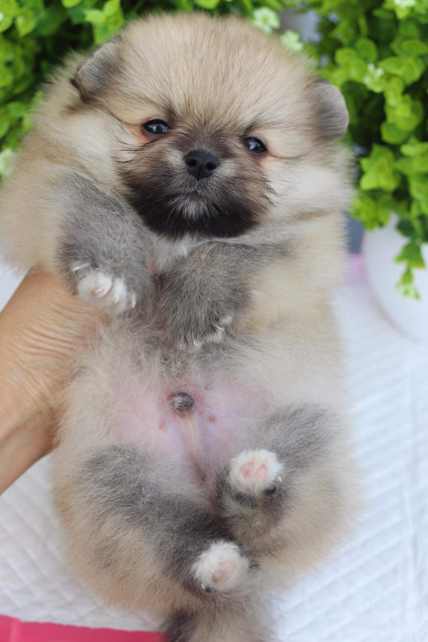 ปอมเมอเรเนียน เพศผู้