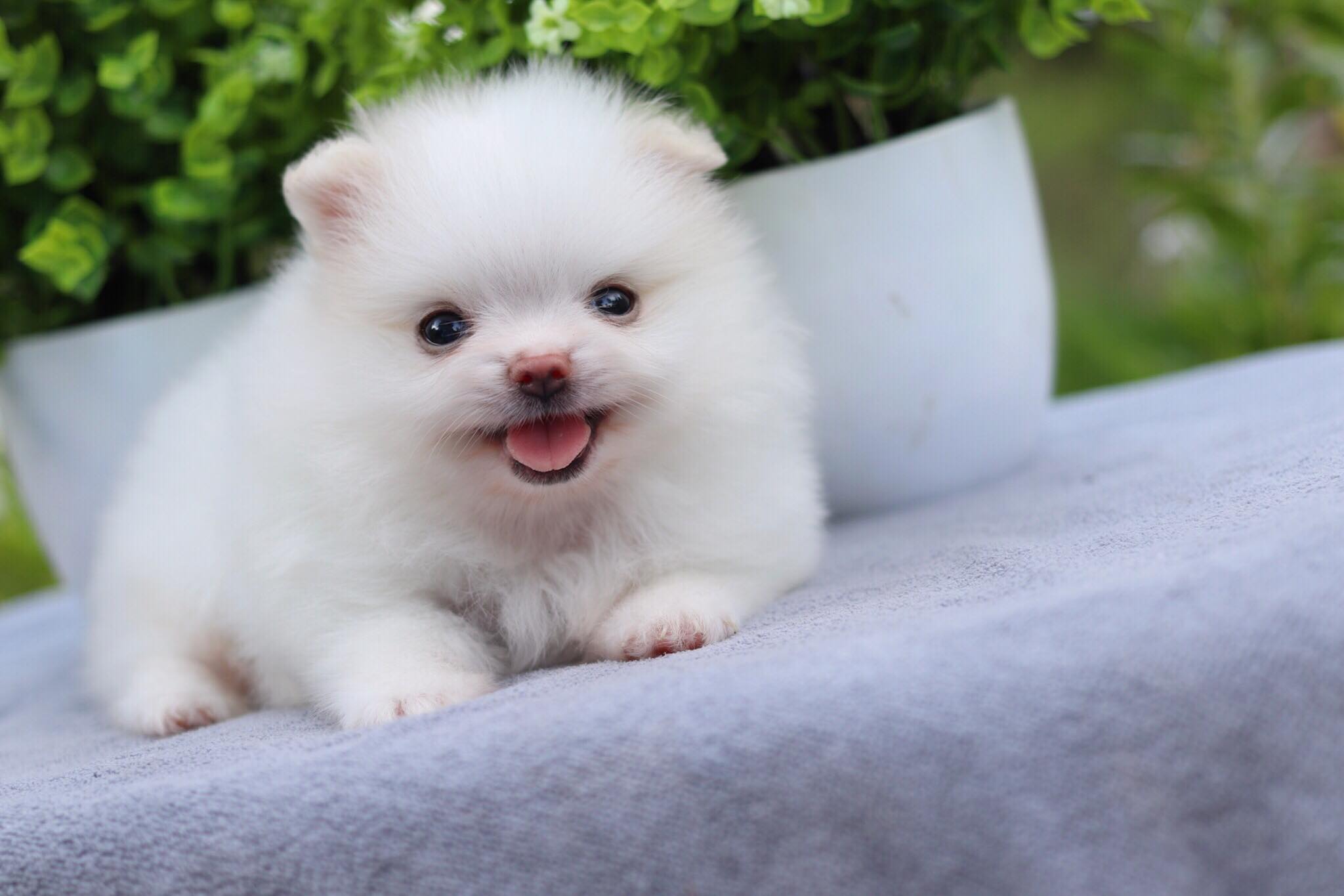 ปอมเมอเรเนียน เพศเมีย