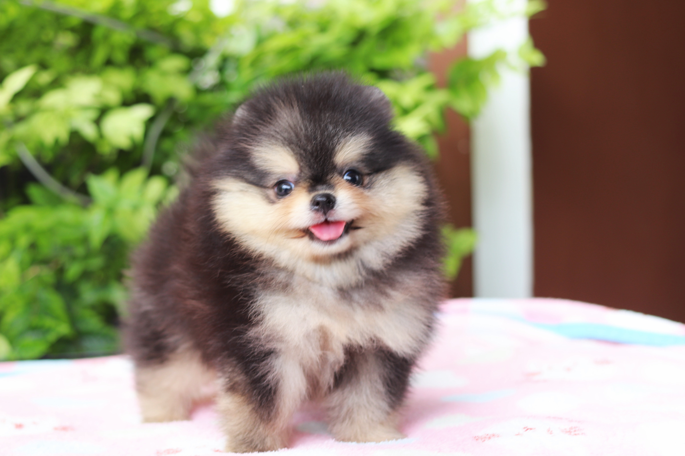 ปอมเมอเรเนียน เพศผู้สีแบล็คแทน เกรดโชว์