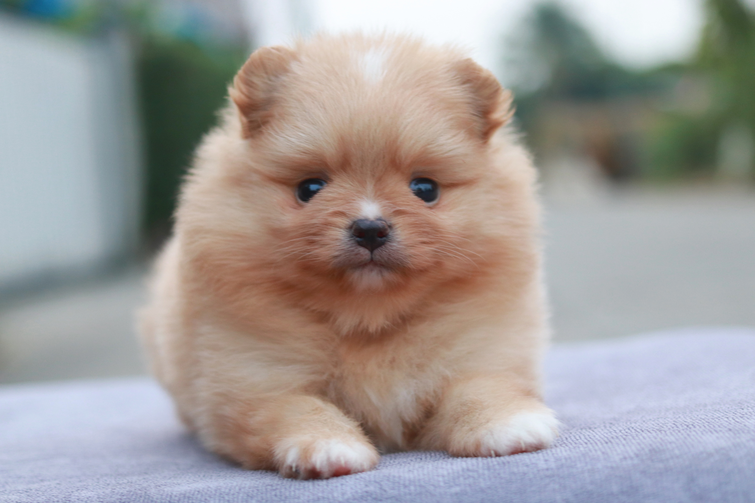 ปอมเมอเรเนียน เพศผู้ สีครีม