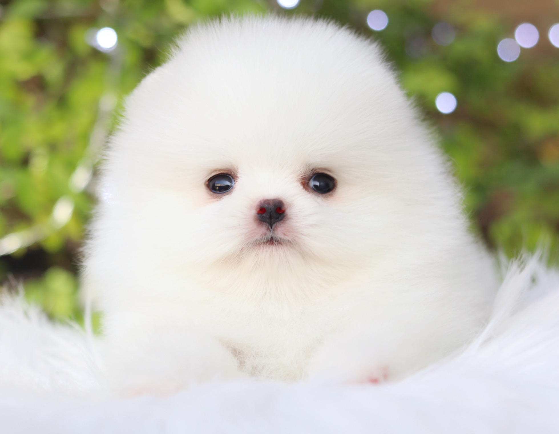 ปอมเมอเรเนียน เพศผู้สีขาวครีม